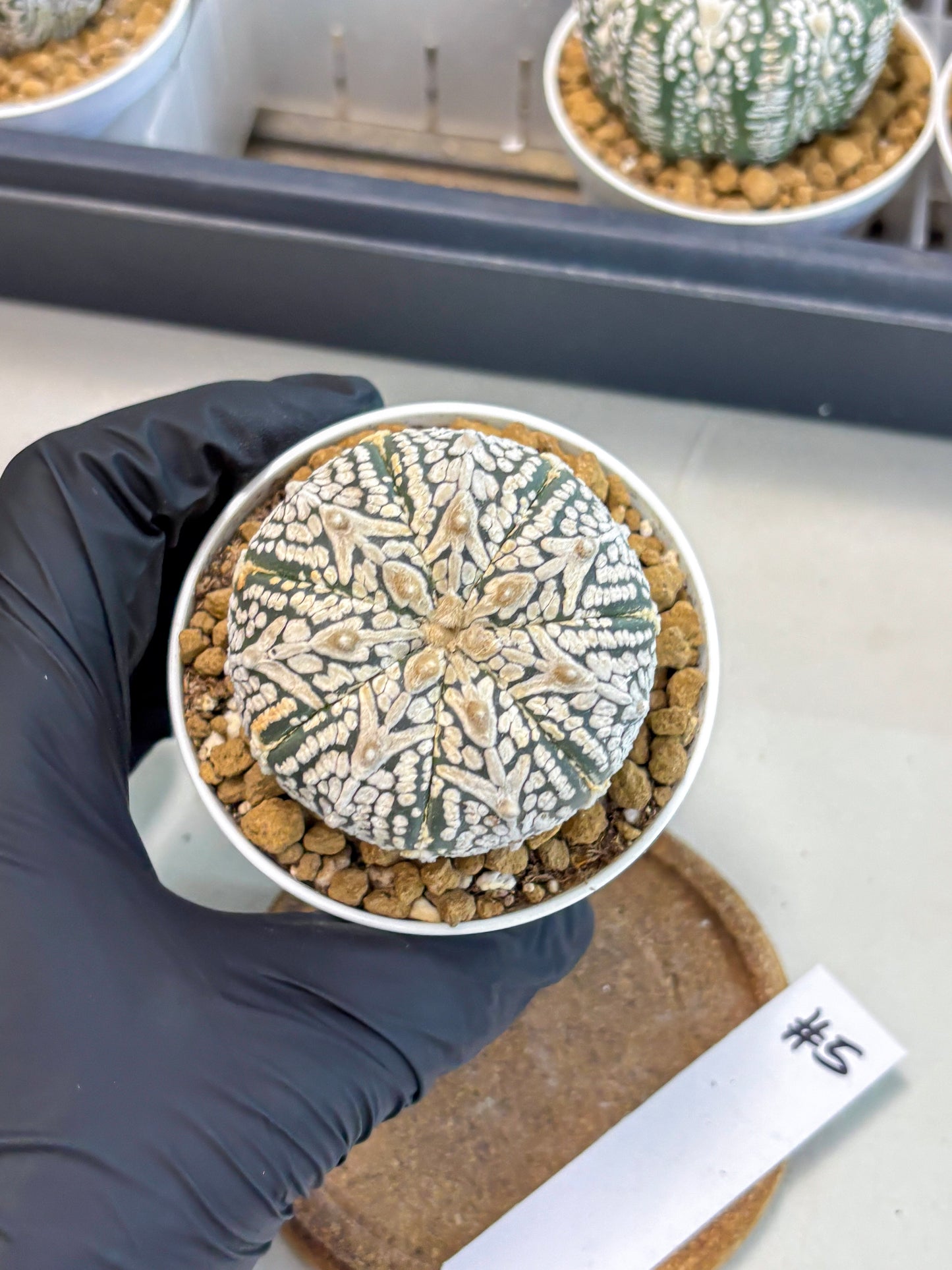 Astrophytum V-Type (at5) (b5) | Star Cactus