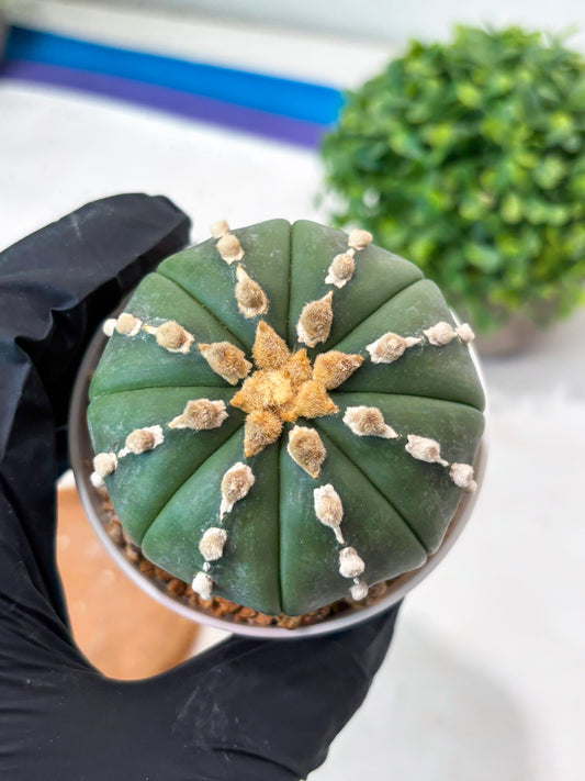 Astrophytum V-type Nudum (t10) (y2) | Imported From Japan/korea (Copy)