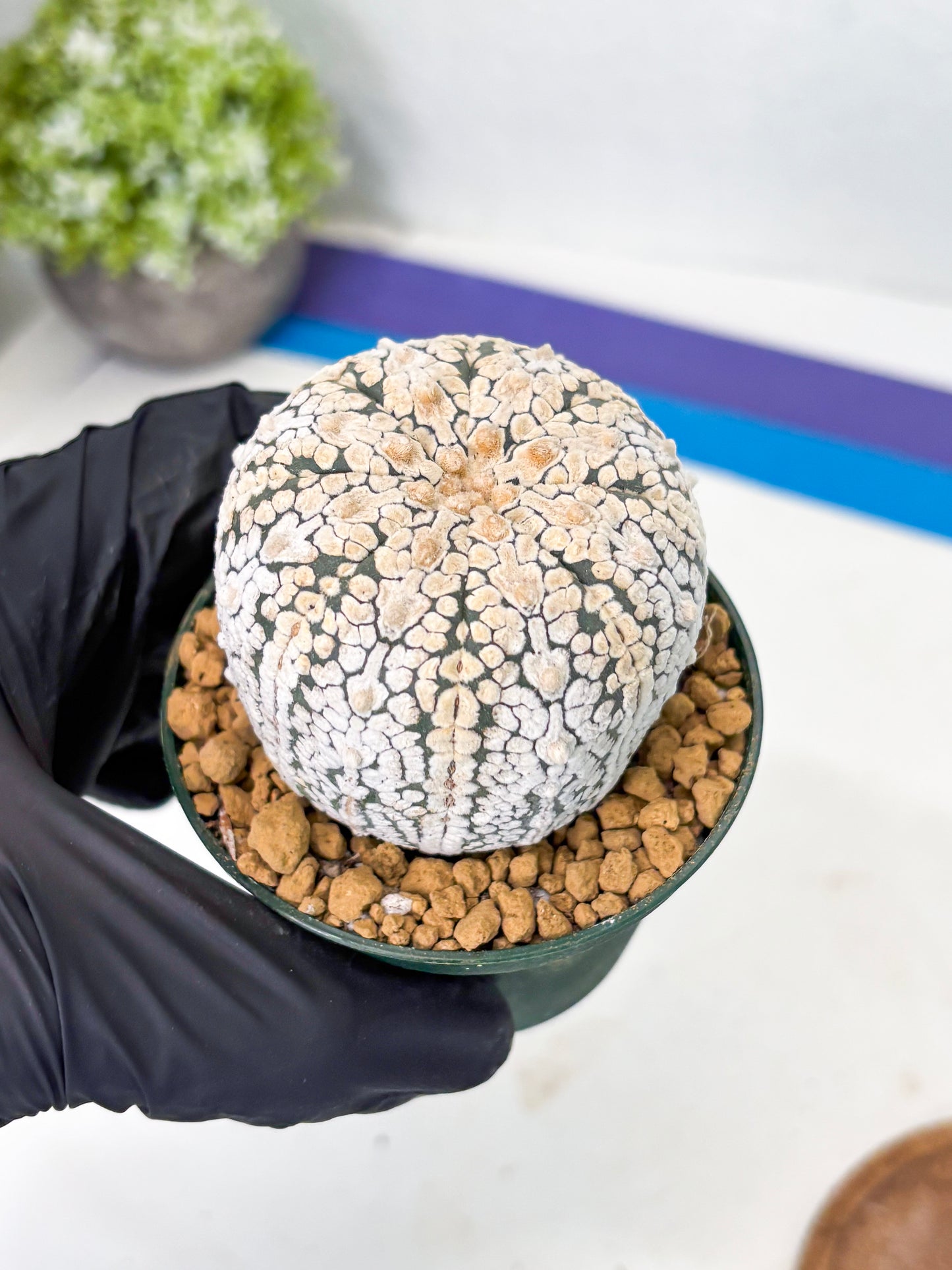 Astrophytum V-Type (at1) (p4) | Imported Cactus