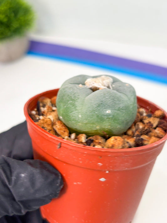 Spineless Cactus (Lo2) (r6) | For Advanced Growers