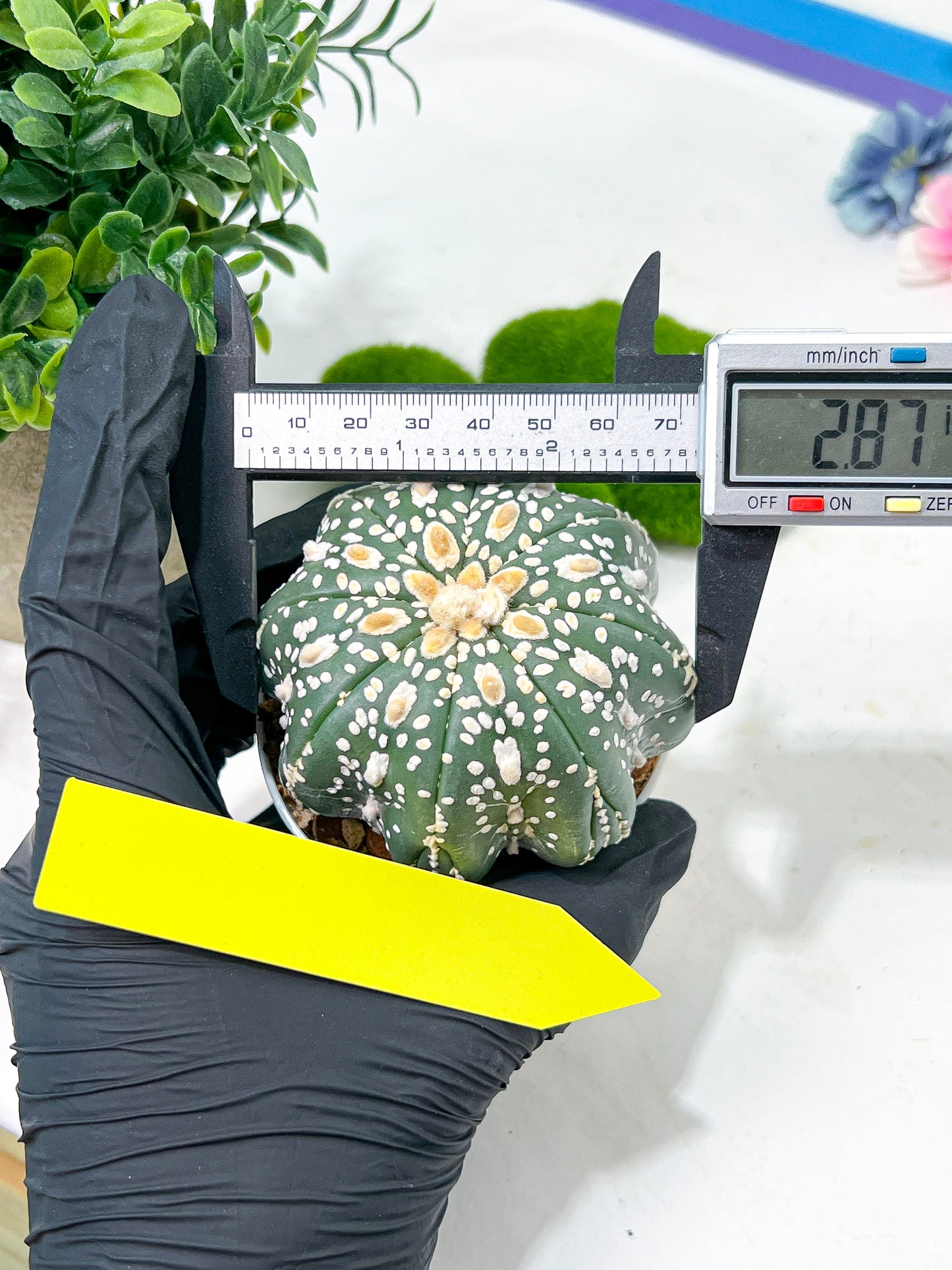 Astrophytum Super Kabuto (#T6A) | Nevada Botanical Shop | 3" Pot