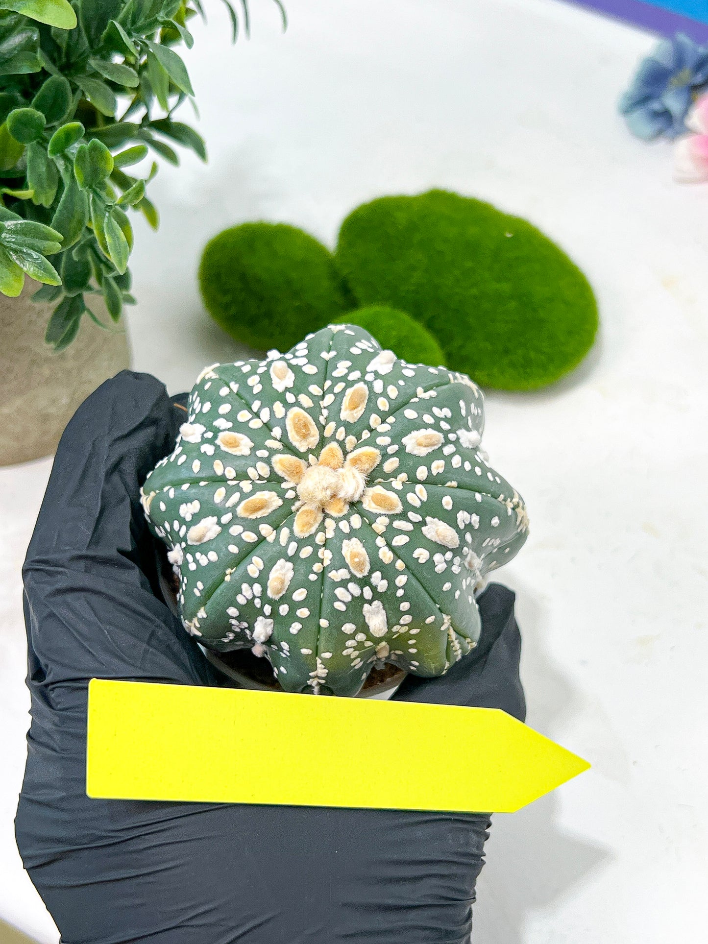 Astrophytum Super Kabuto (#T6A) | Nevada Botanical Shop | 3" Pot