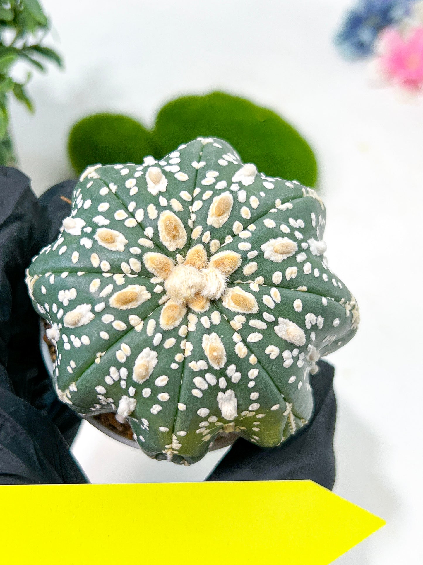 Astrophytum Super Kabuto (#T6A) | Nevada Botanical Shop | 3" Pot
