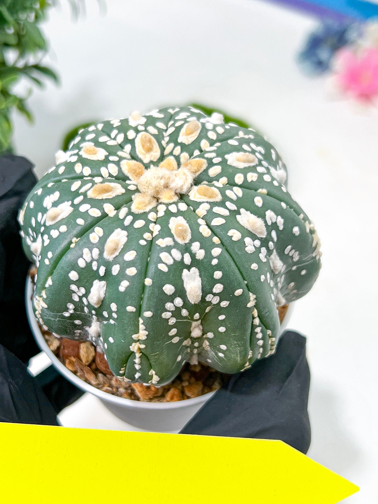 Astrophytum Super Kabuto (#T6A) | Nevada Botanical Shop | 3" Pot