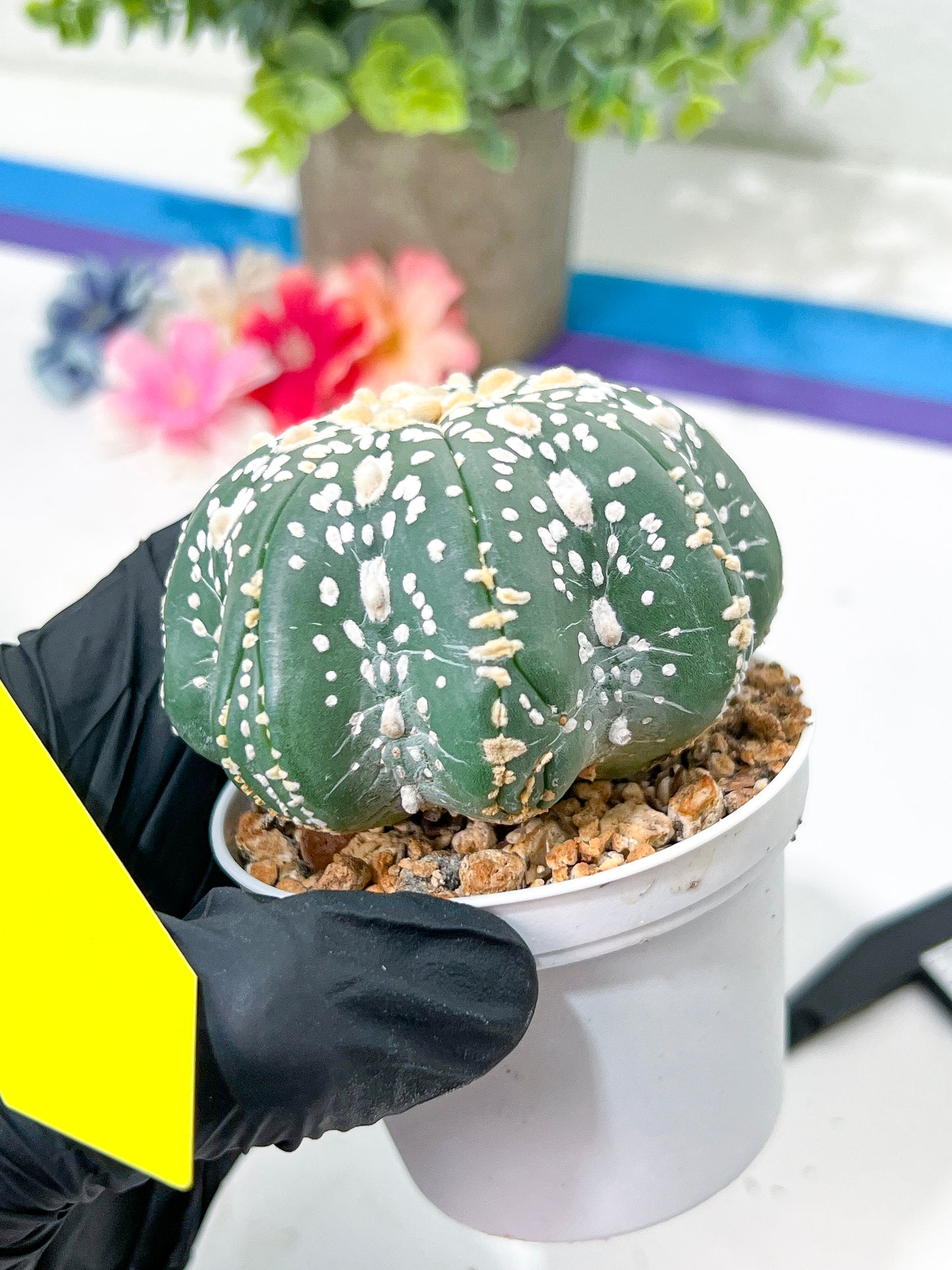 Astrophytum Super Kabuto (#T6A) | Nevada Botanical Shop | 3" Pot
