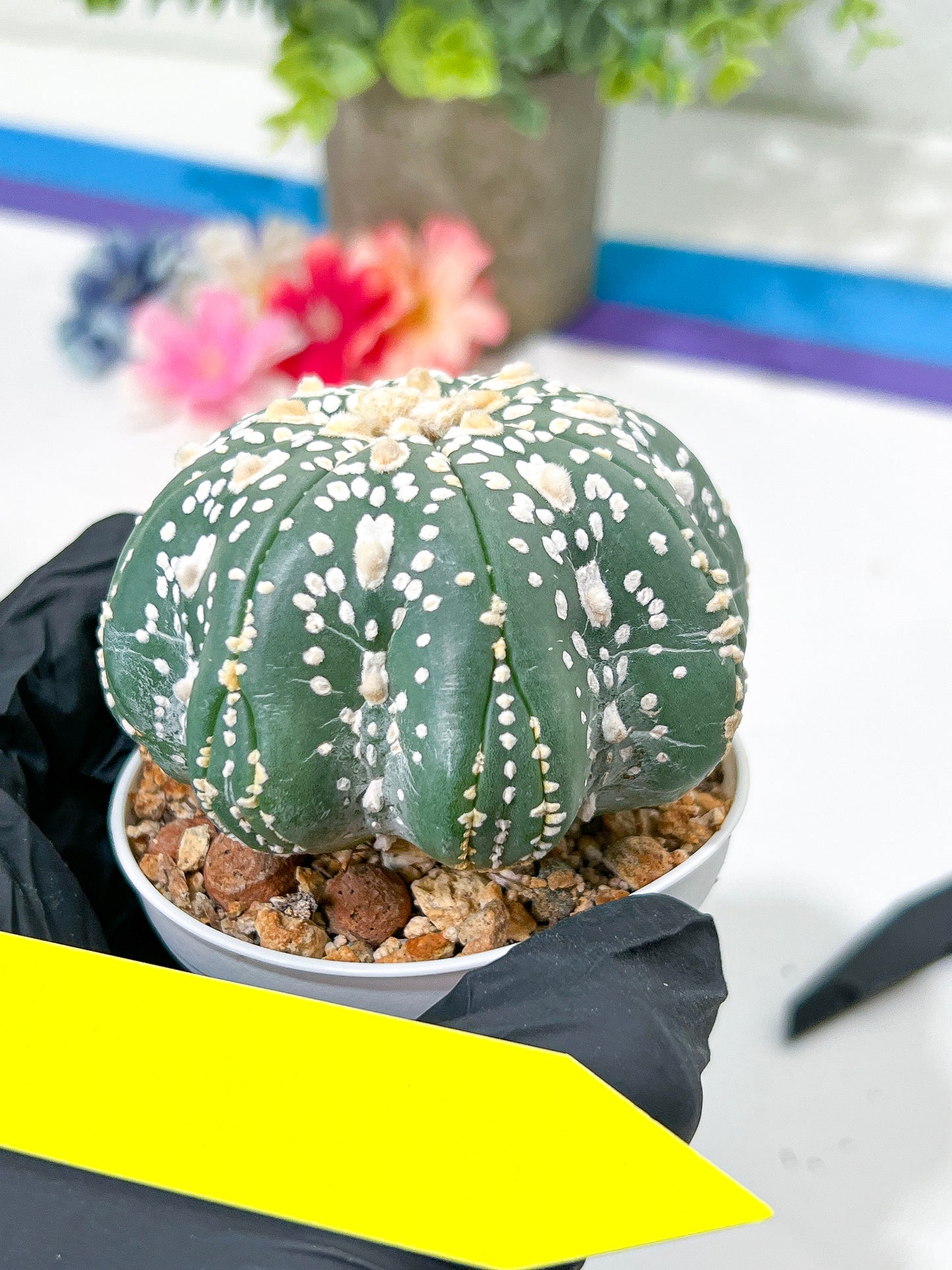 Astrophytum Super Kabuto (#T6A) | Nevada Botanical Shop | 3" Pot