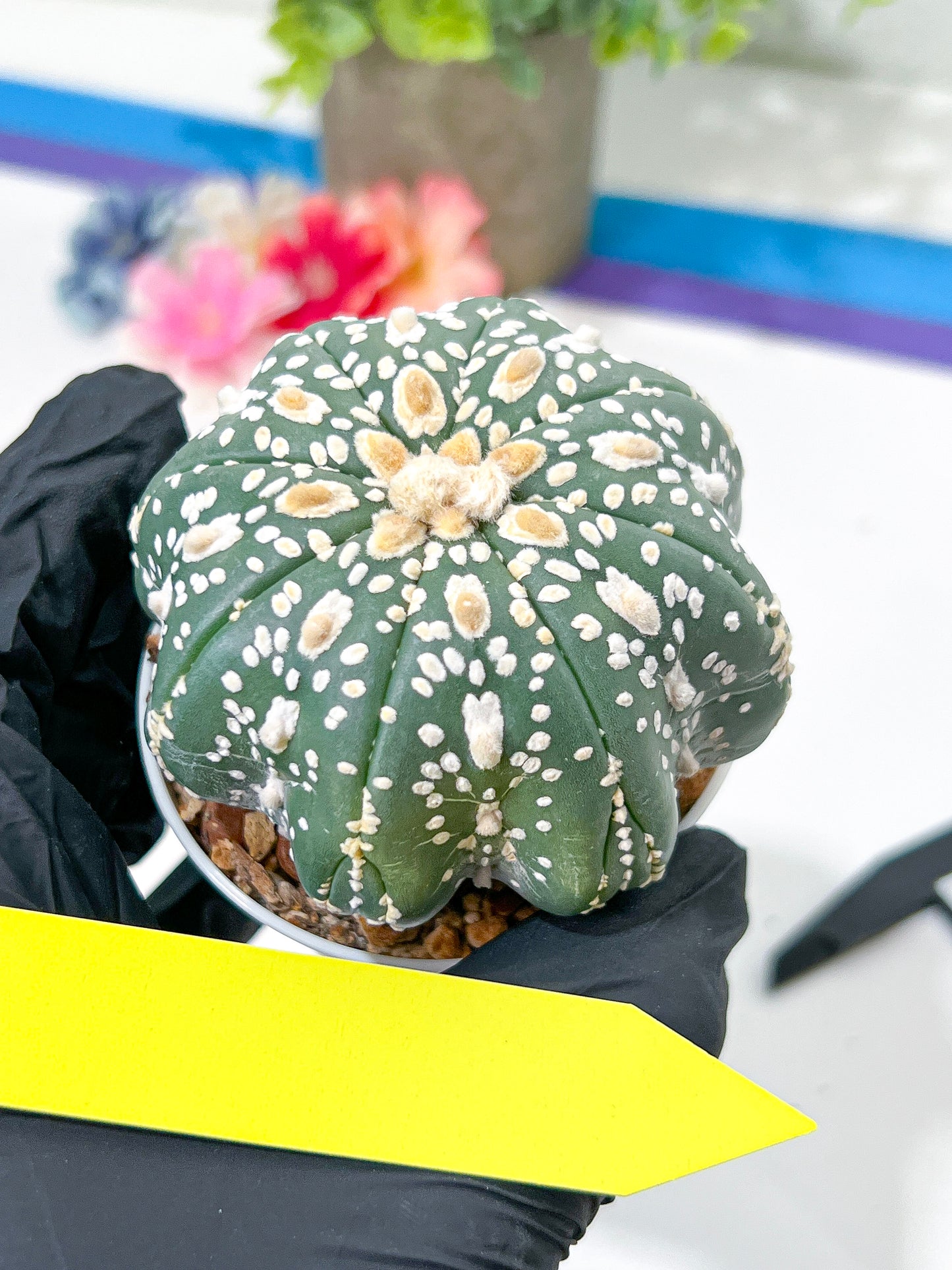 Astrophytum Super Kabuto (#T6A) | Nevada Botanical Shop | 3" Pot
