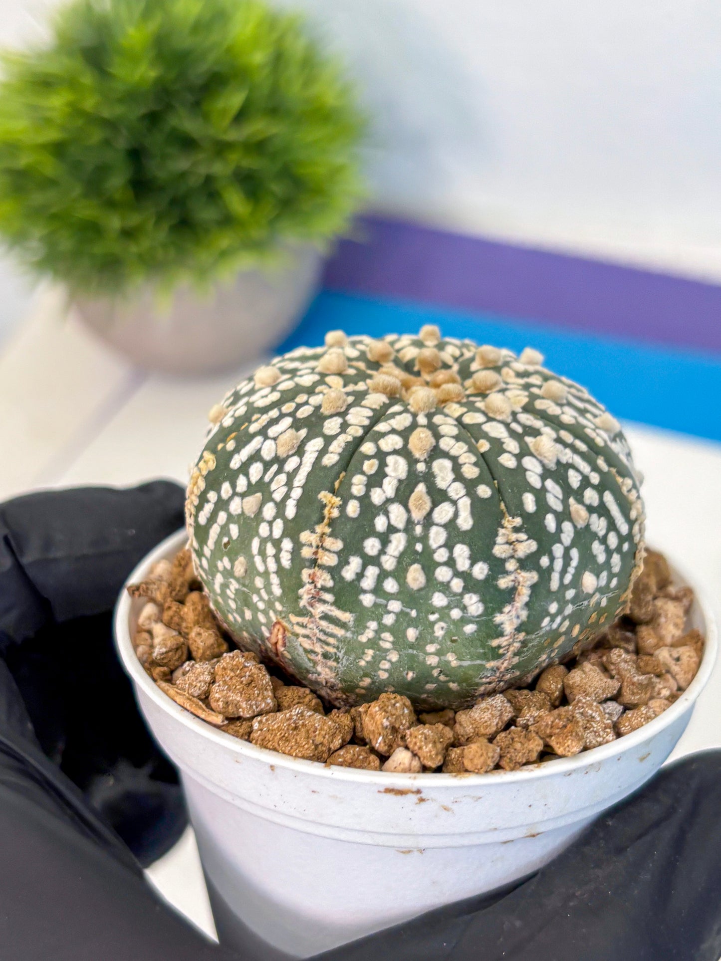 Astrophytum Super Kabuto (at1) (06) | Collection Plant | Rare Cactus