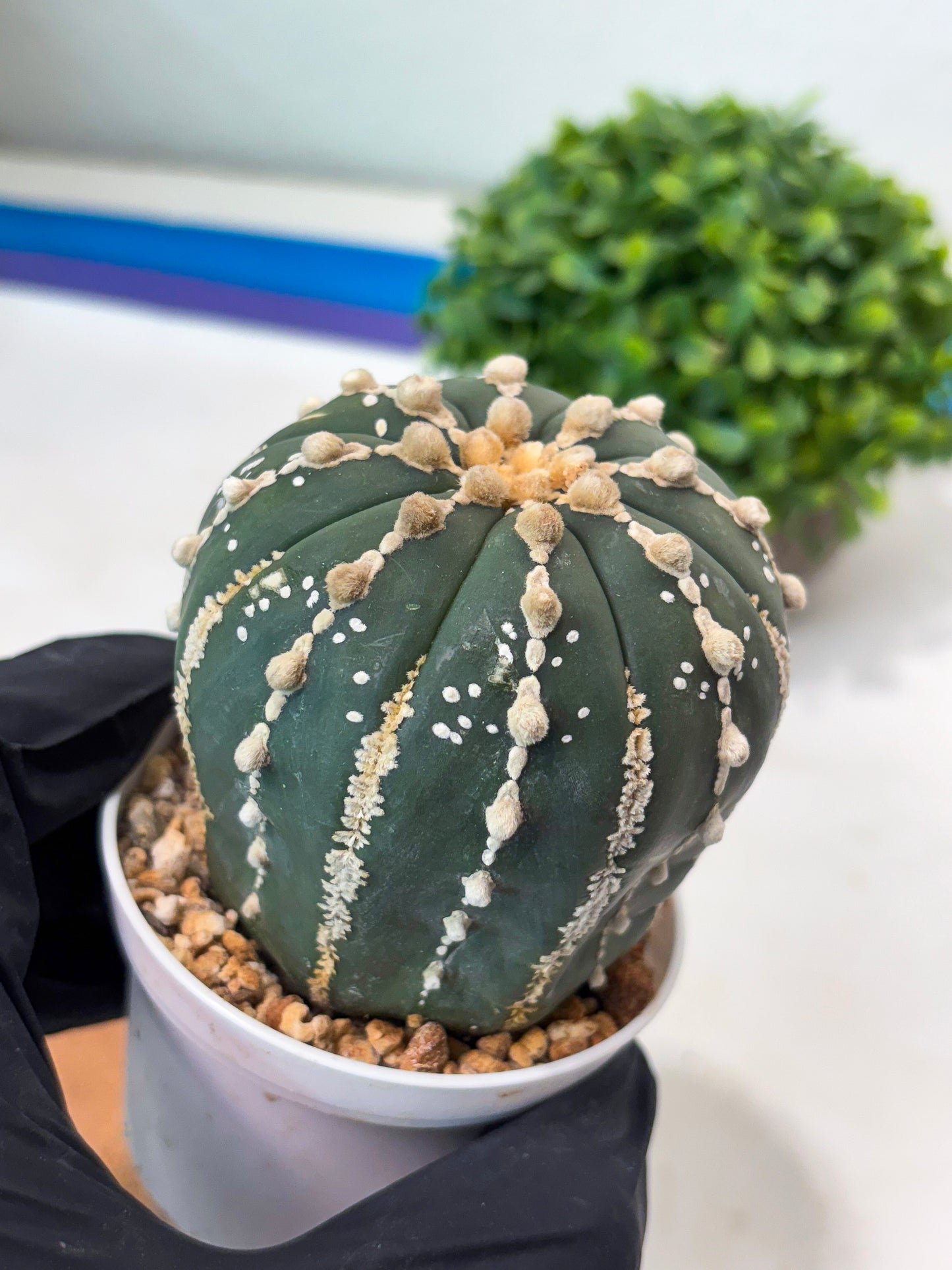 Astrophytum V-type Nudum (t10) (y3) | Imported From Japan/korea (Copy) (Copy)