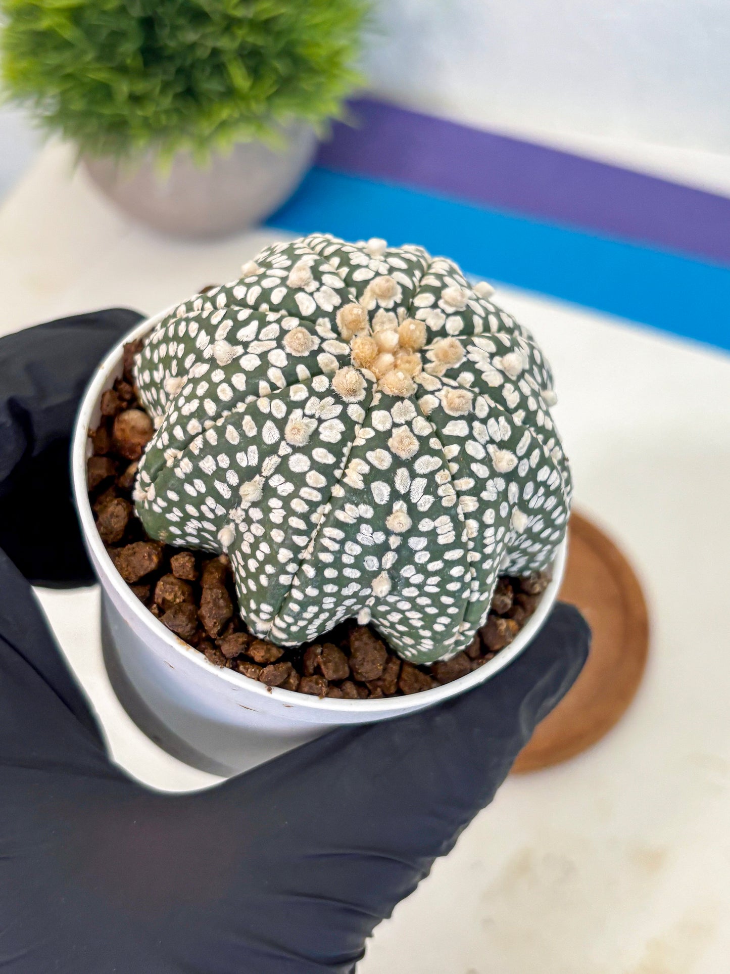 Astrophytum V Type (at5) (02) | Sea urchin cactus