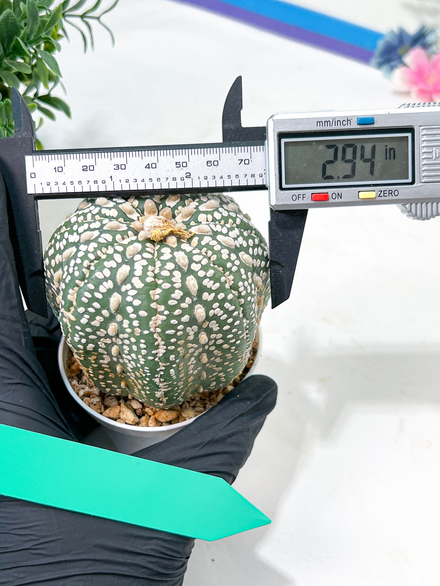 Astrophytum Super Kabuto (#T6A) | Nevada Botanical Shop | 3" Pot