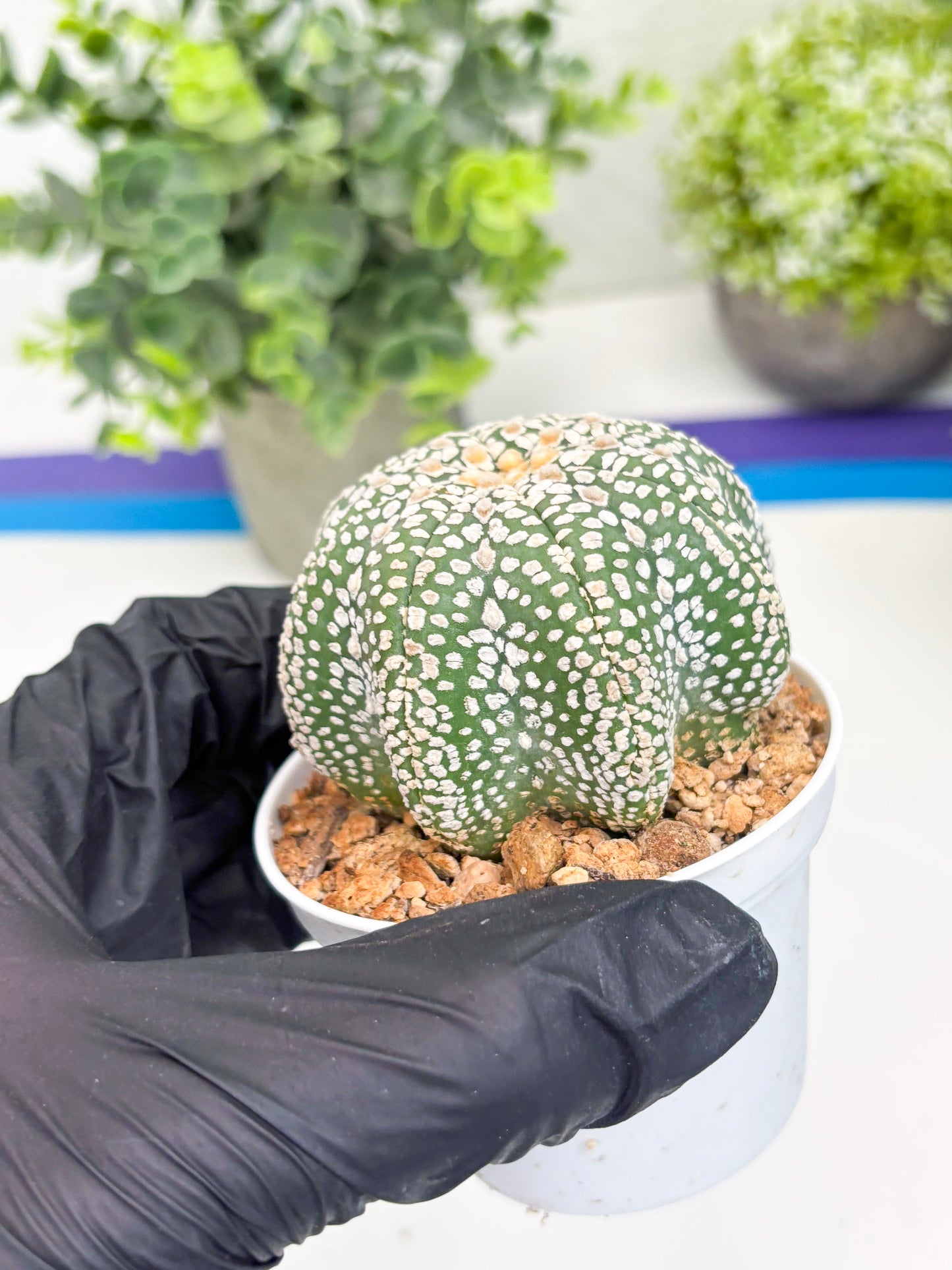 Astrophytum Super Kabuto Star Shape (t3) (p3) | 3" Pot