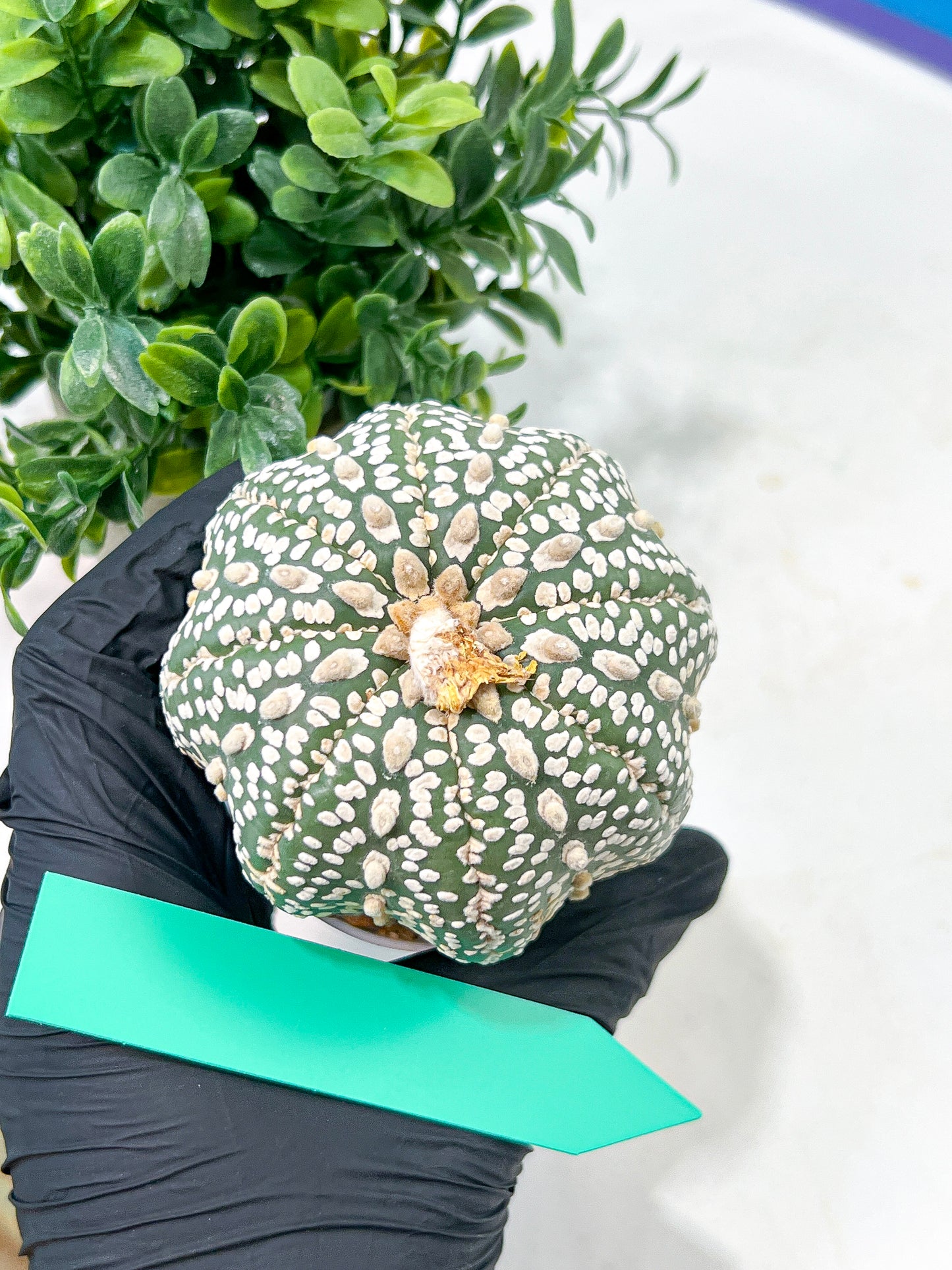 Astrophytum Super Kabuto (#T6A) | Nevada Botanical Shop | 3" Pot