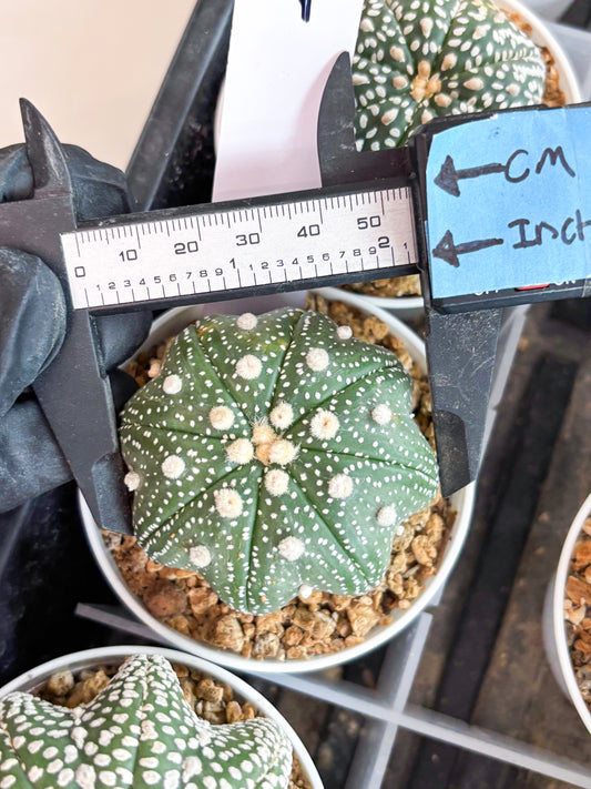 Astrophytum Star Shape (t3) (p4) | 3" Pot