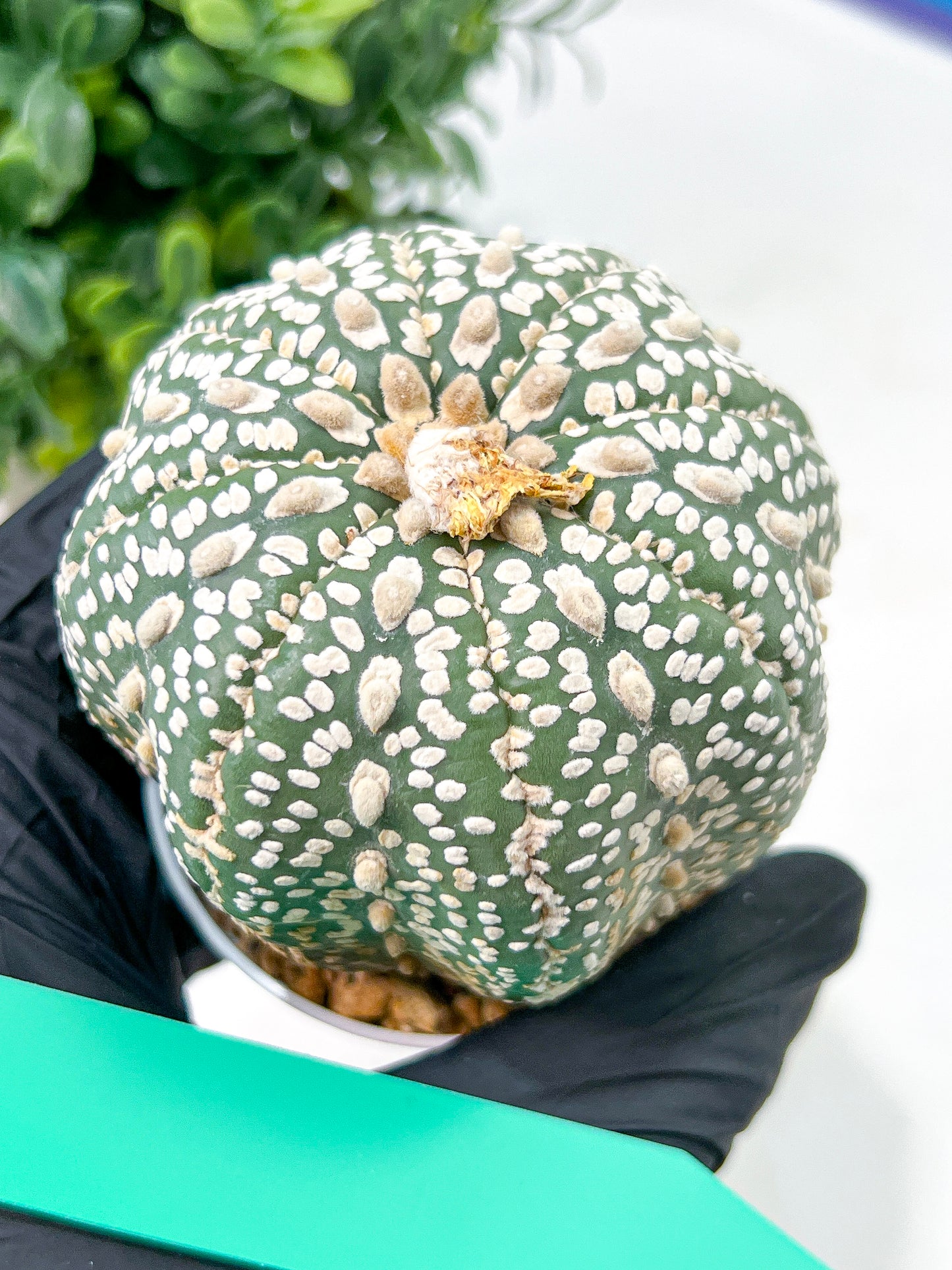 Astrophytum Super Kabuto (#T6A) | Nevada Botanical Shop | 3" Pot