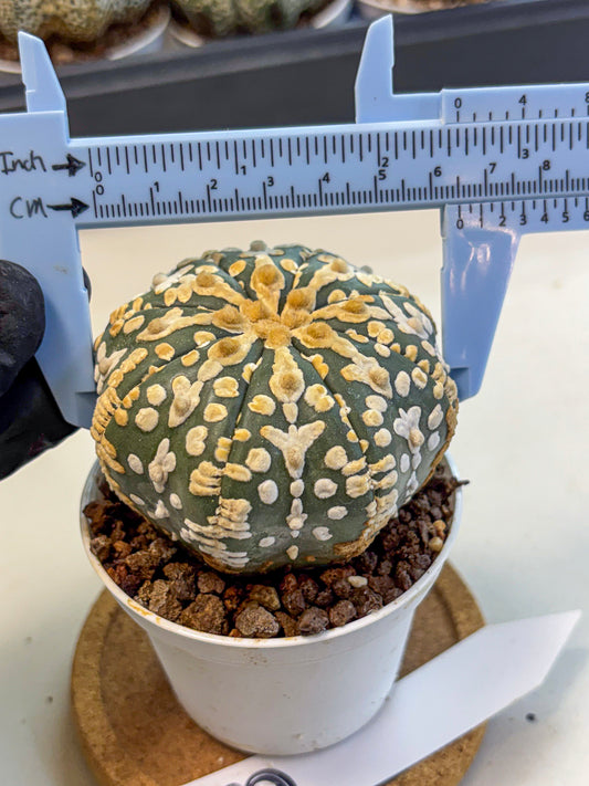 Astrophytum V Type (at4) (08) | Star Cactus