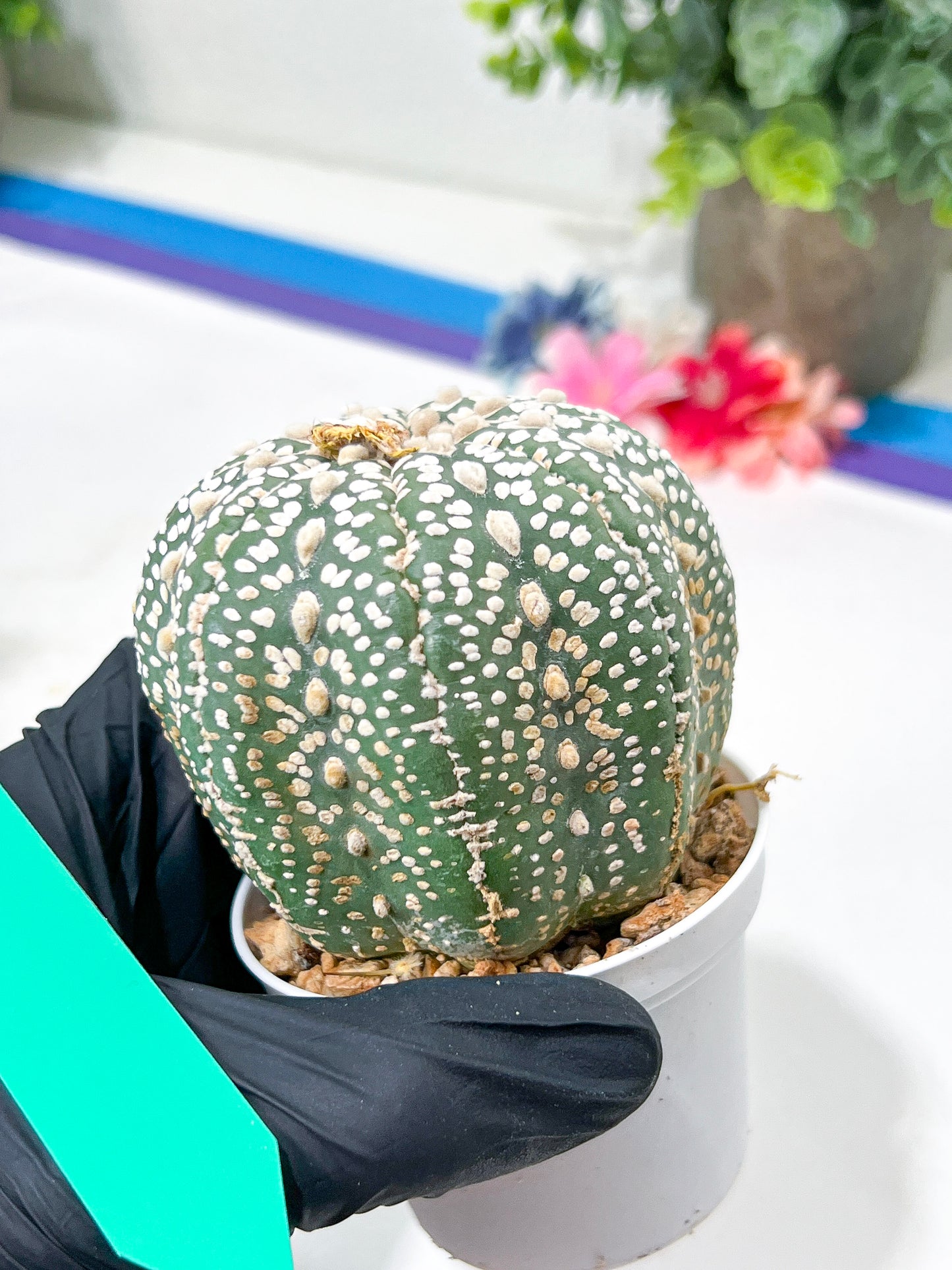 Astrophytum Super Kabuto (#T6A) | Nevada Botanical Shop | 3" Pot