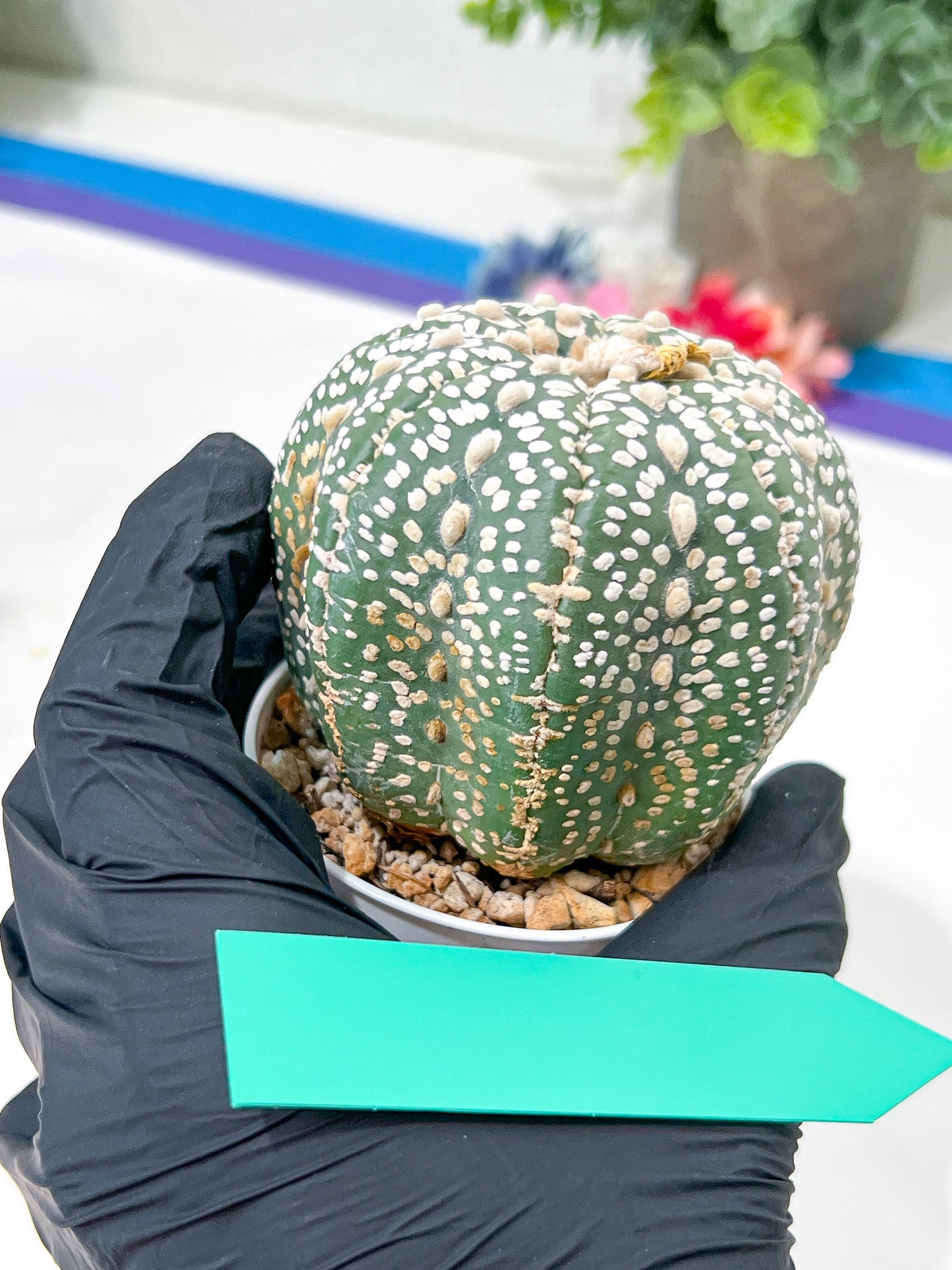 Astrophytum Super Kabuto (#T6A) | Nevada Botanical Shop | 3" Pot
