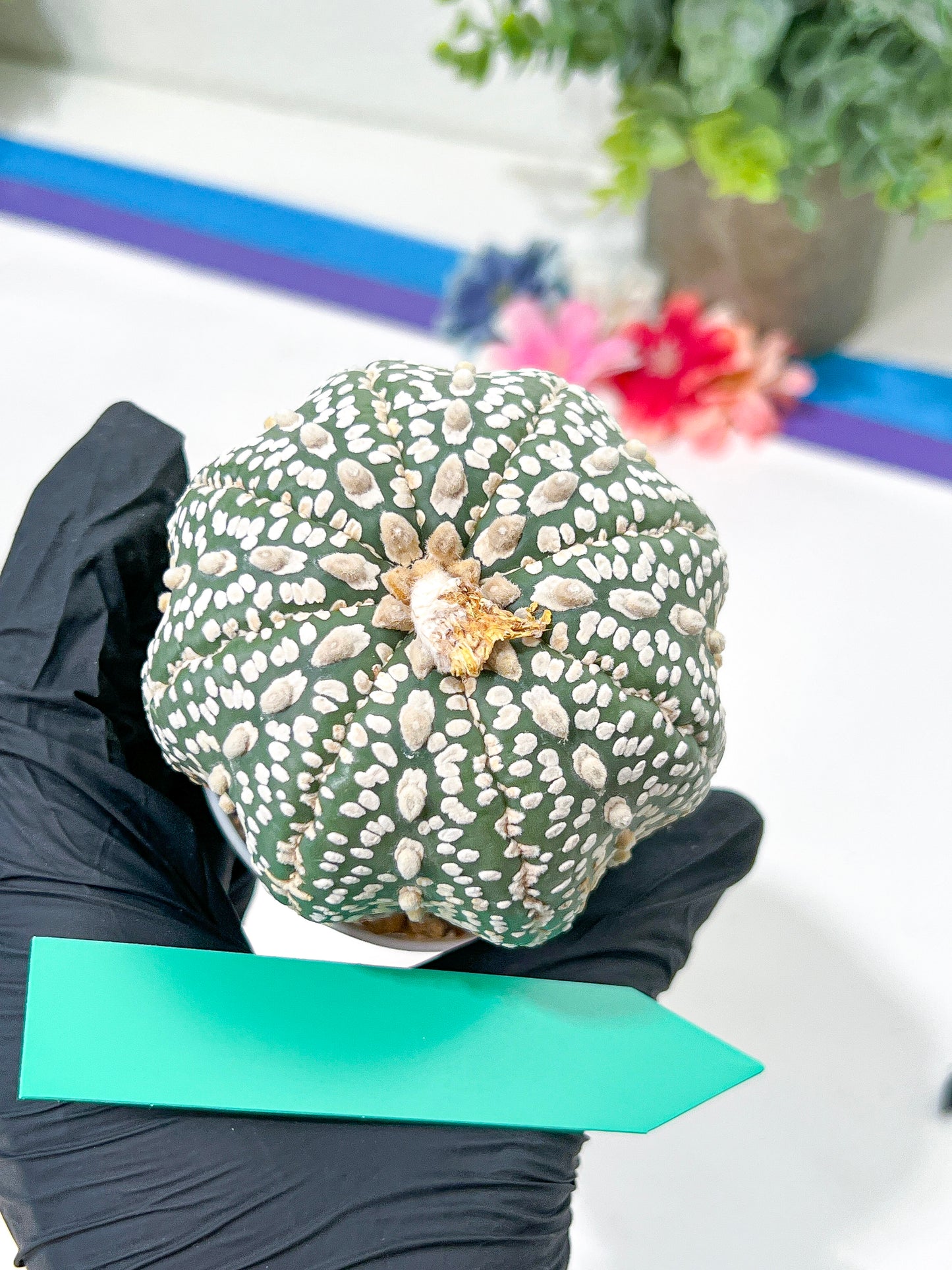 Astrophytum Super Kabuto (#T6A) | Nevada Botanical Shop | 3" Pot