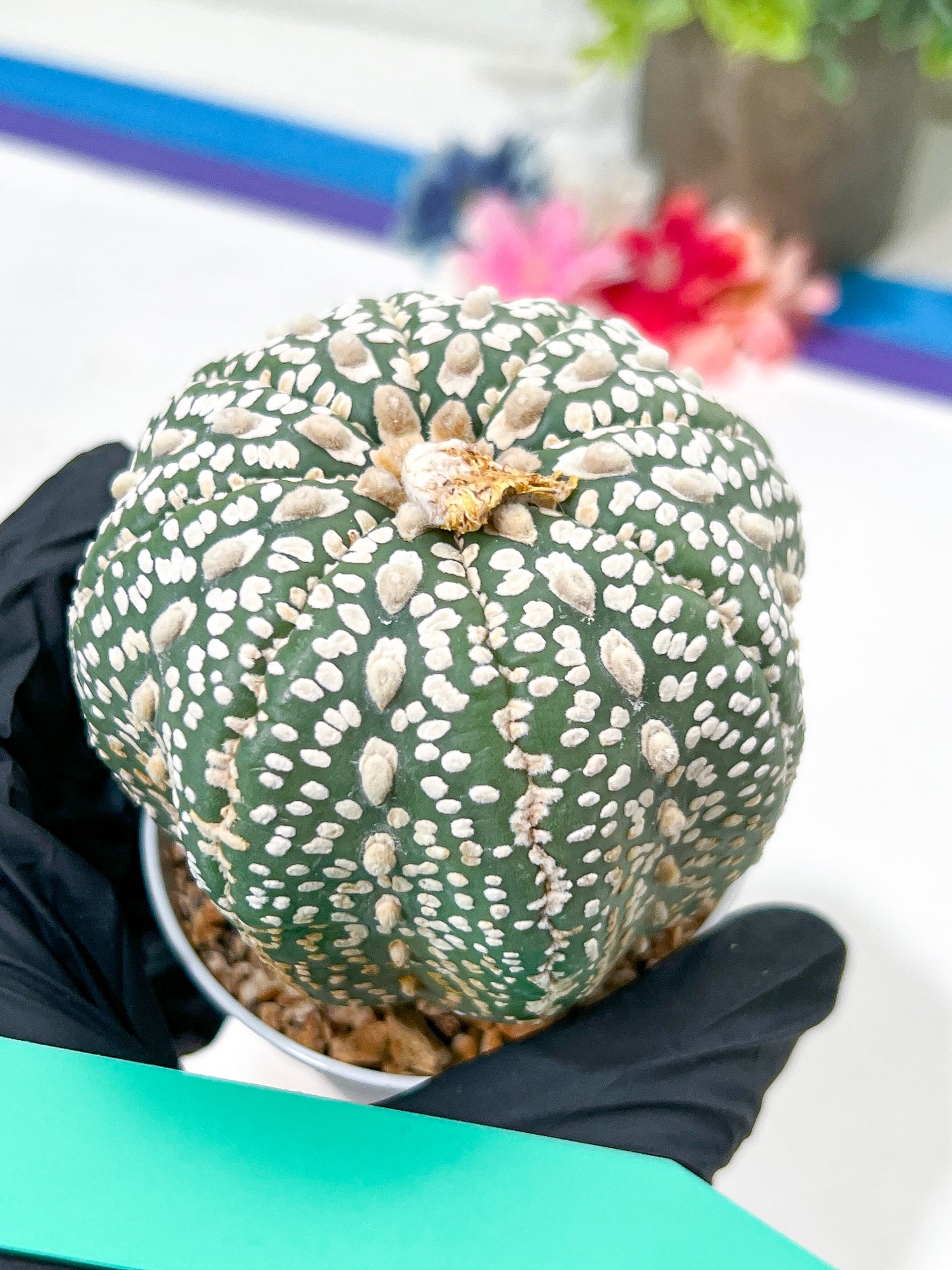 Astrophytum Super Kabuto (#T6A) | Nevada Botanical Shop | 3" Pot