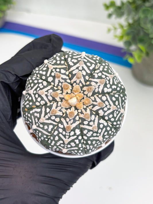 Astrophytum Super Kabuto V Type (T4) (b4) | Las Vegas Seller