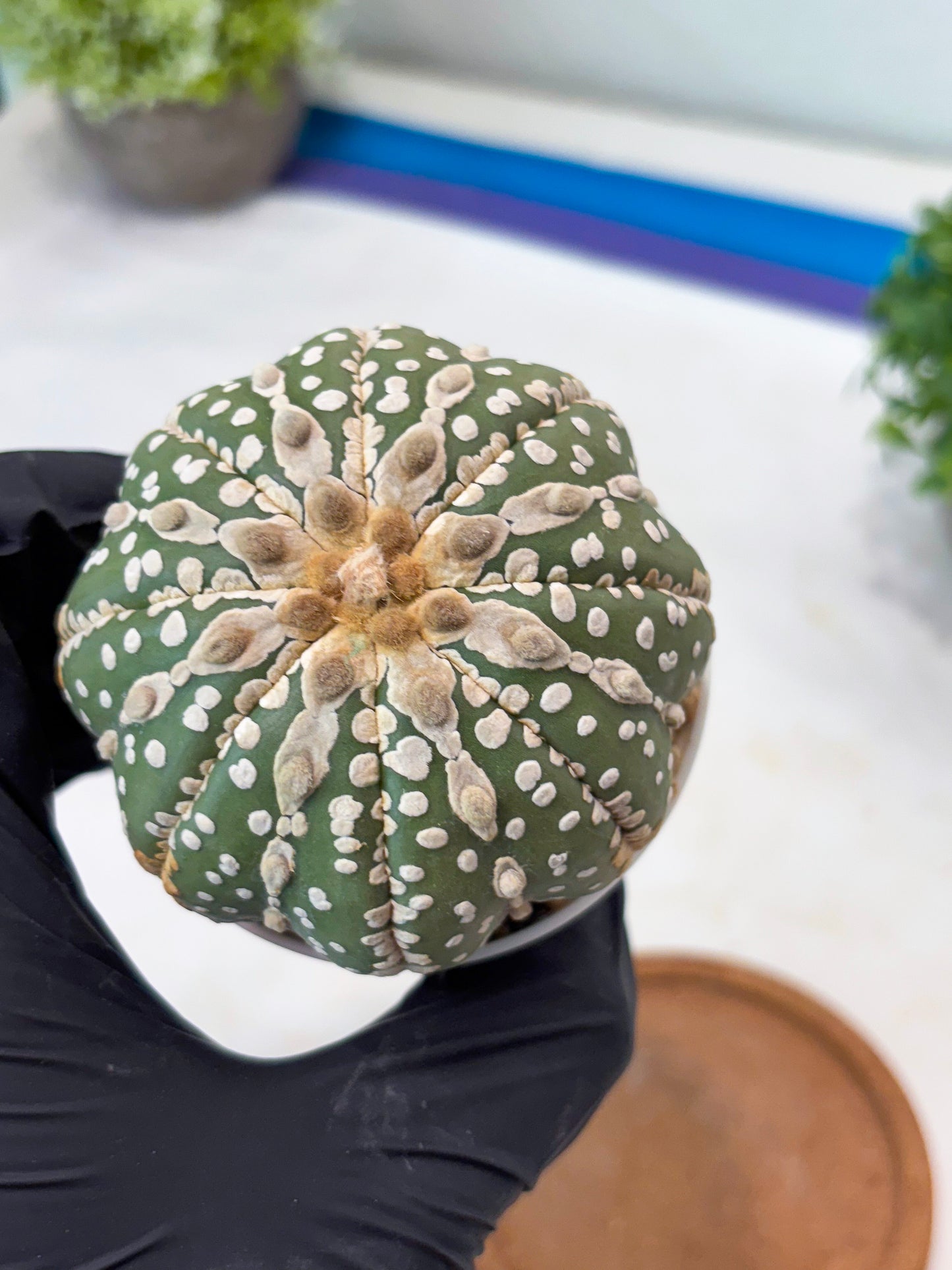 Astrophytum V-type Nudum (t10) (y6) | Imported From Japan/korea