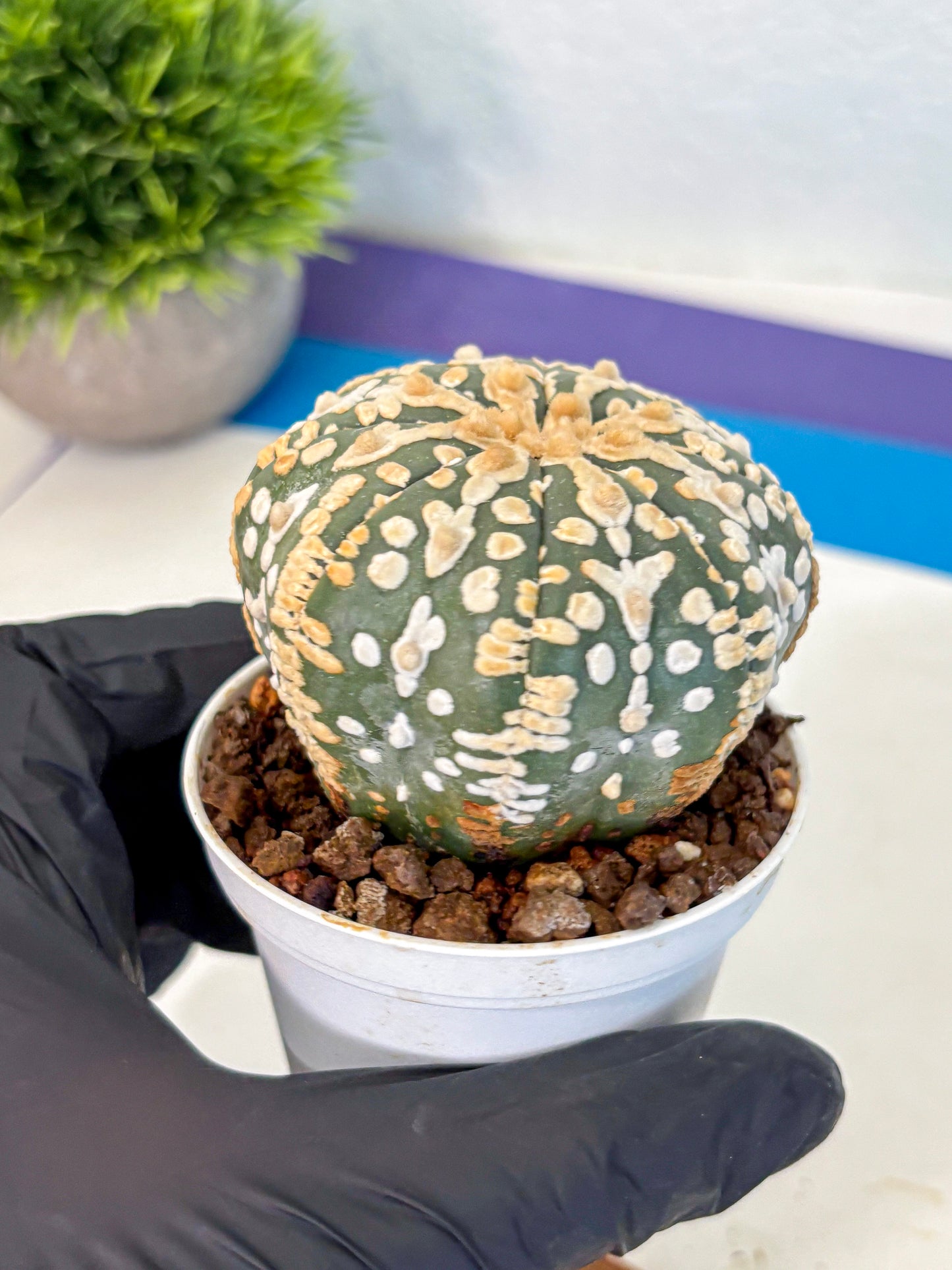 Astrophytum V Type (at4) (08) | Star Cactus