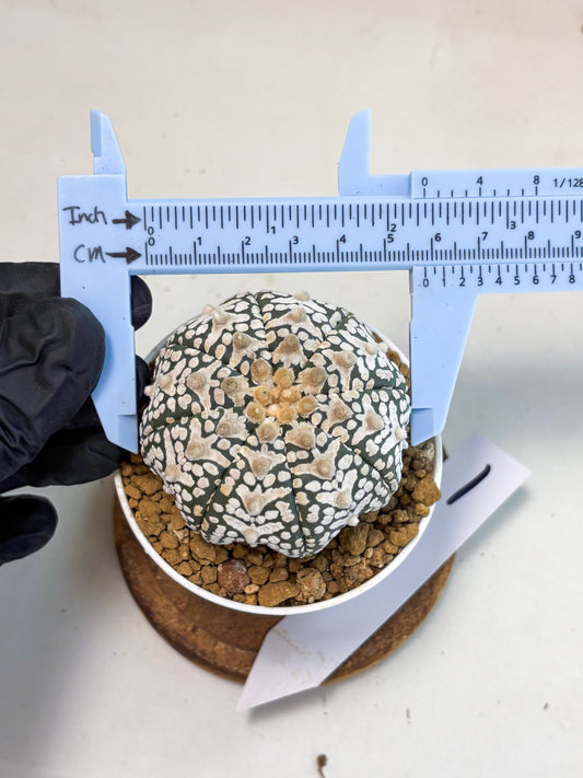 Astrophytum V-Type (at6) (r1) | Rare Star Cactus