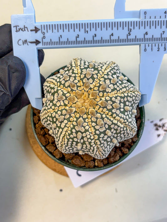 Astrophytum V Type (at5) (03) | Sea urchin cactus