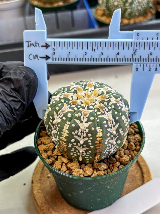 Astrophytum V Type (at2) (03) | Live Plant | Rare Collection