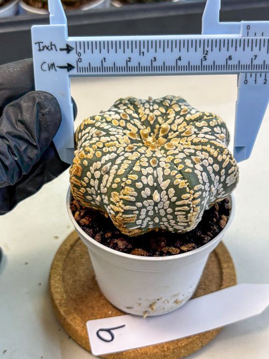 Astrophytum V Type (at4) (09) | Star Cactus