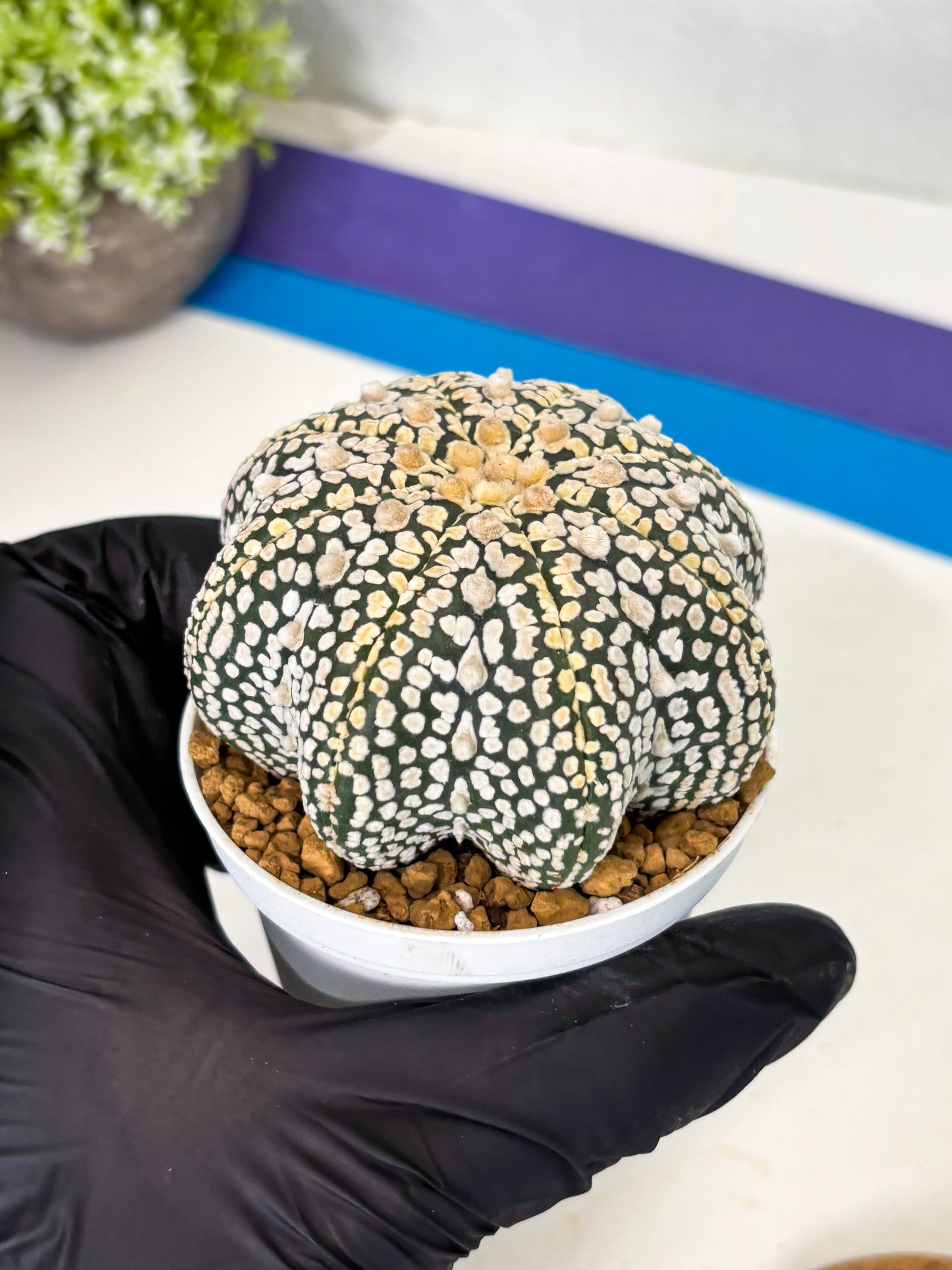 Astrophytum Star Shape (at2) (y6) | Rare Cactus