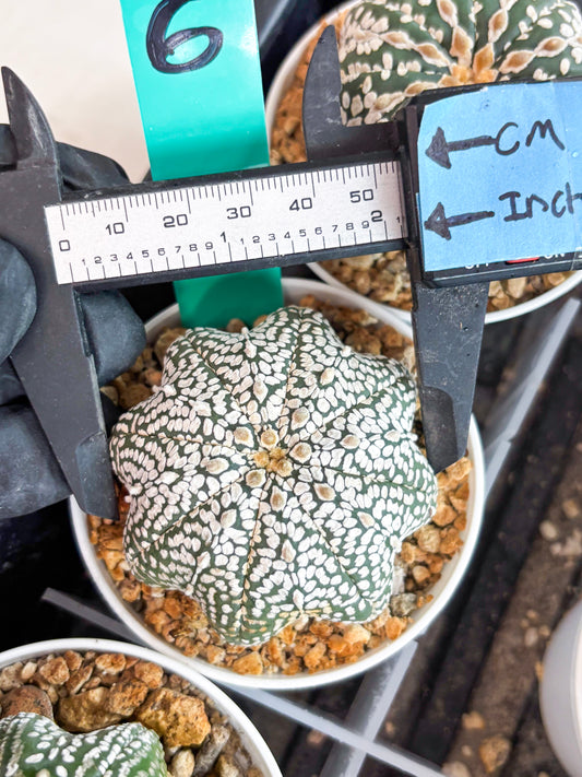 Astrophytum Star shape Super Kabuto (t3) (p6) | 3" Pot