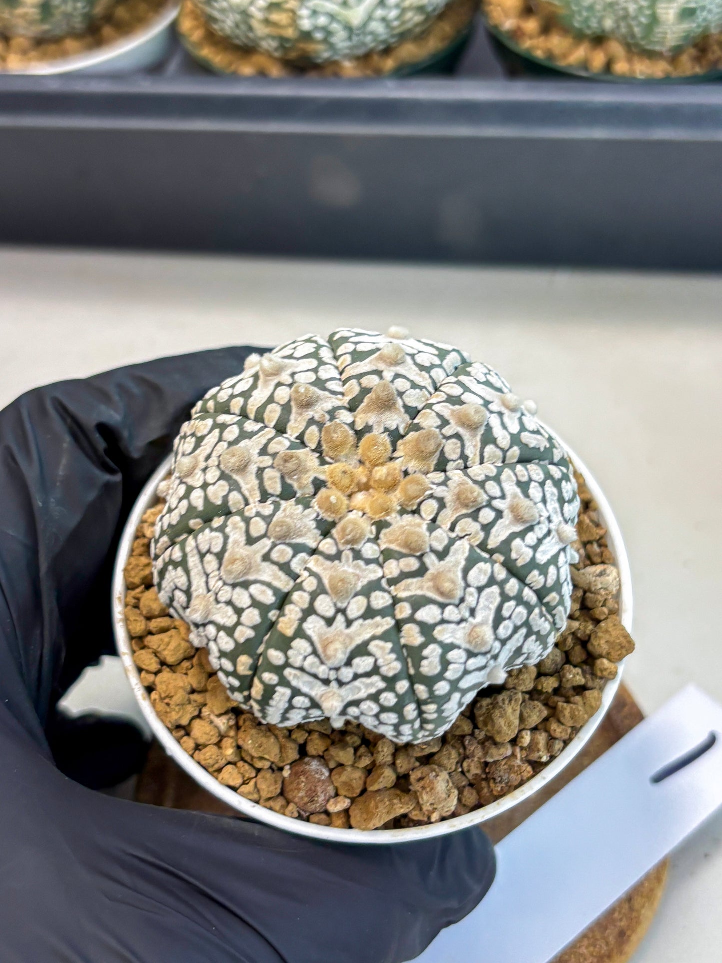 Astrophytum V-Type (at6) (r1) | Rare Star Cactus