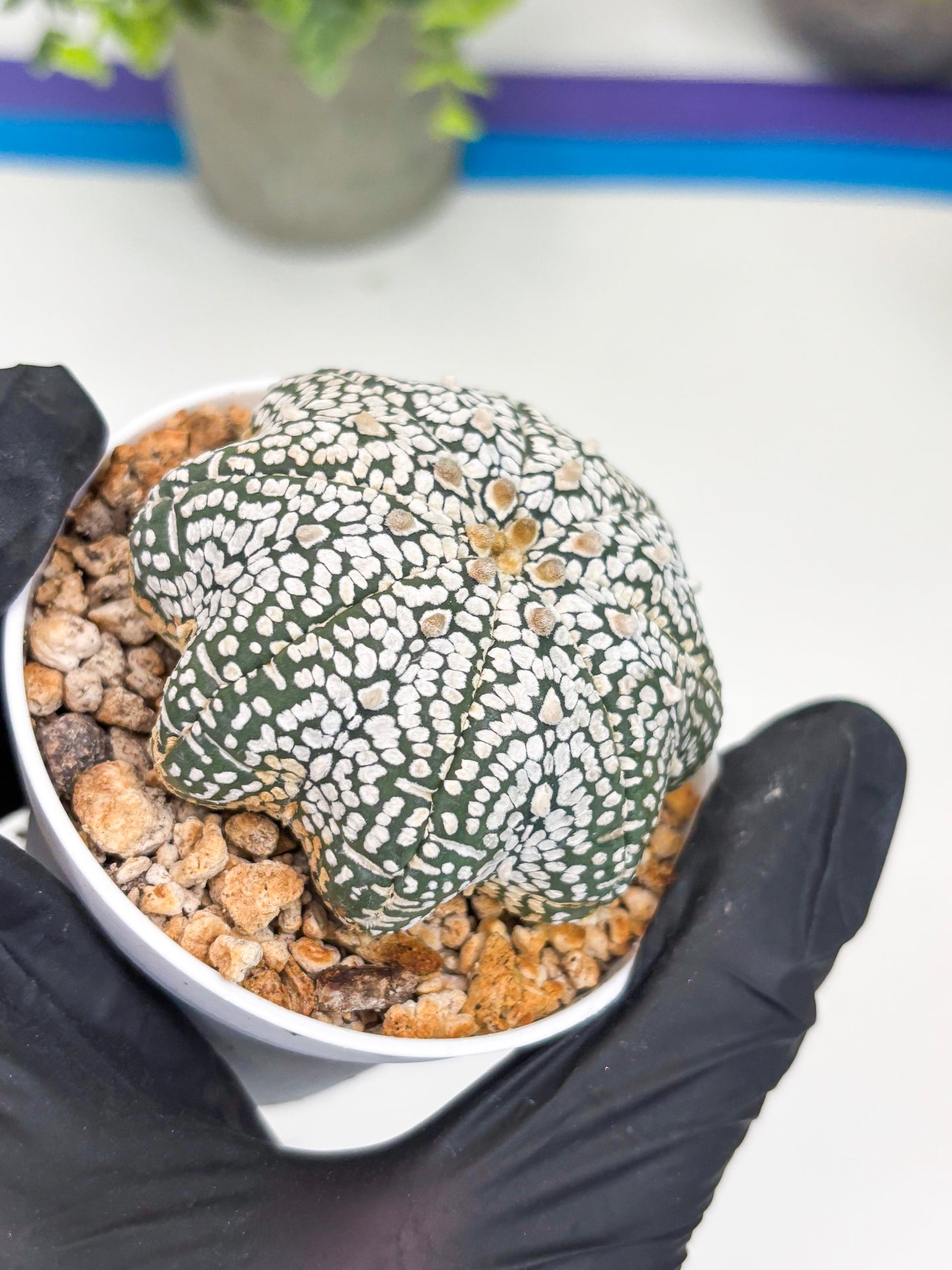 Astrophytum Star shape Super Kabuto (t3) (p6) | 3" Pot