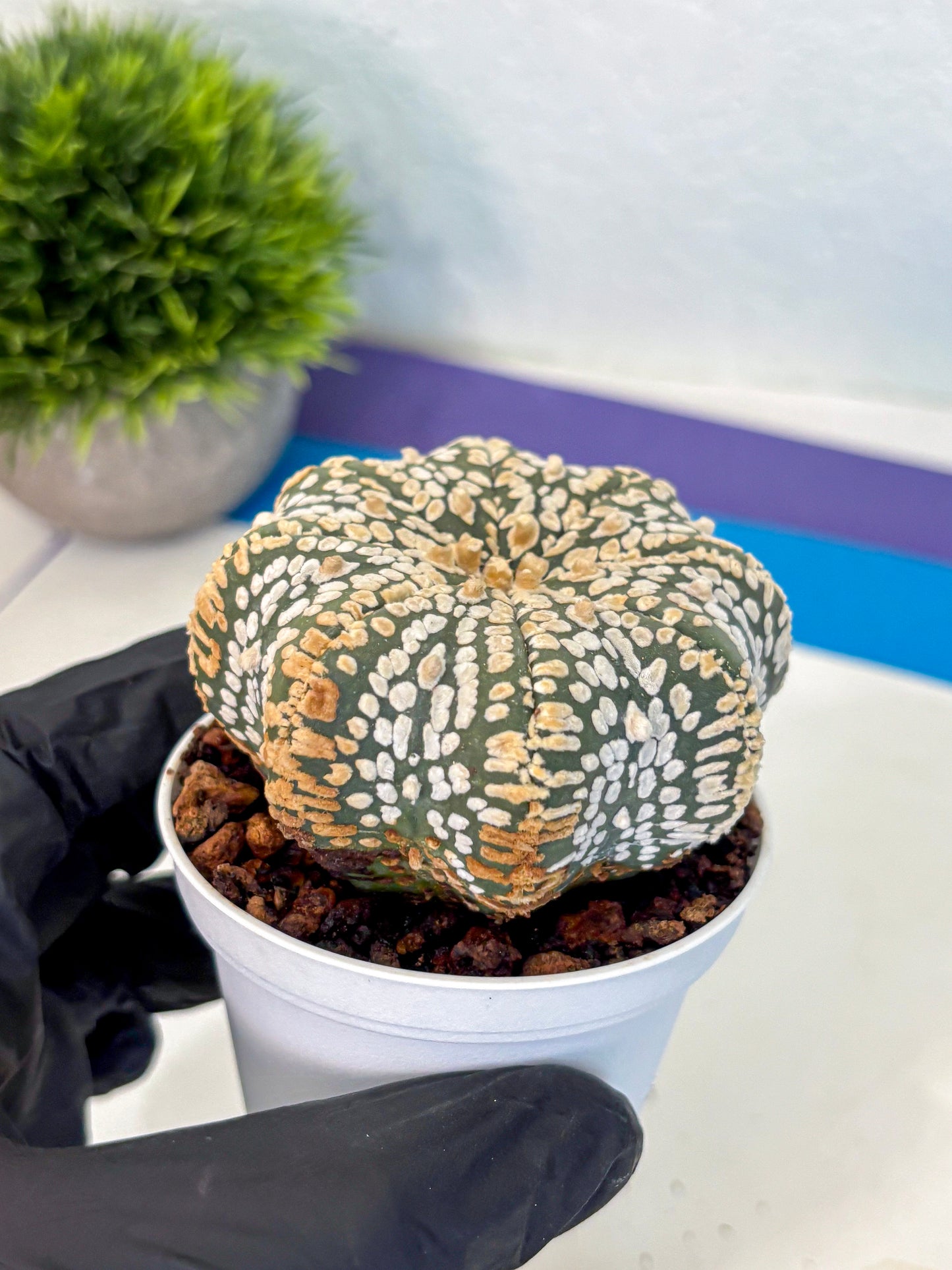 Astrophytum V Type (at4) (09) | Star Cactus