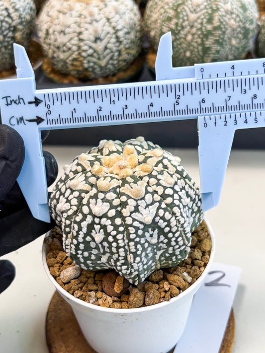 Astrophytum V-Type (at6) (r2) | Rare Star Cactus