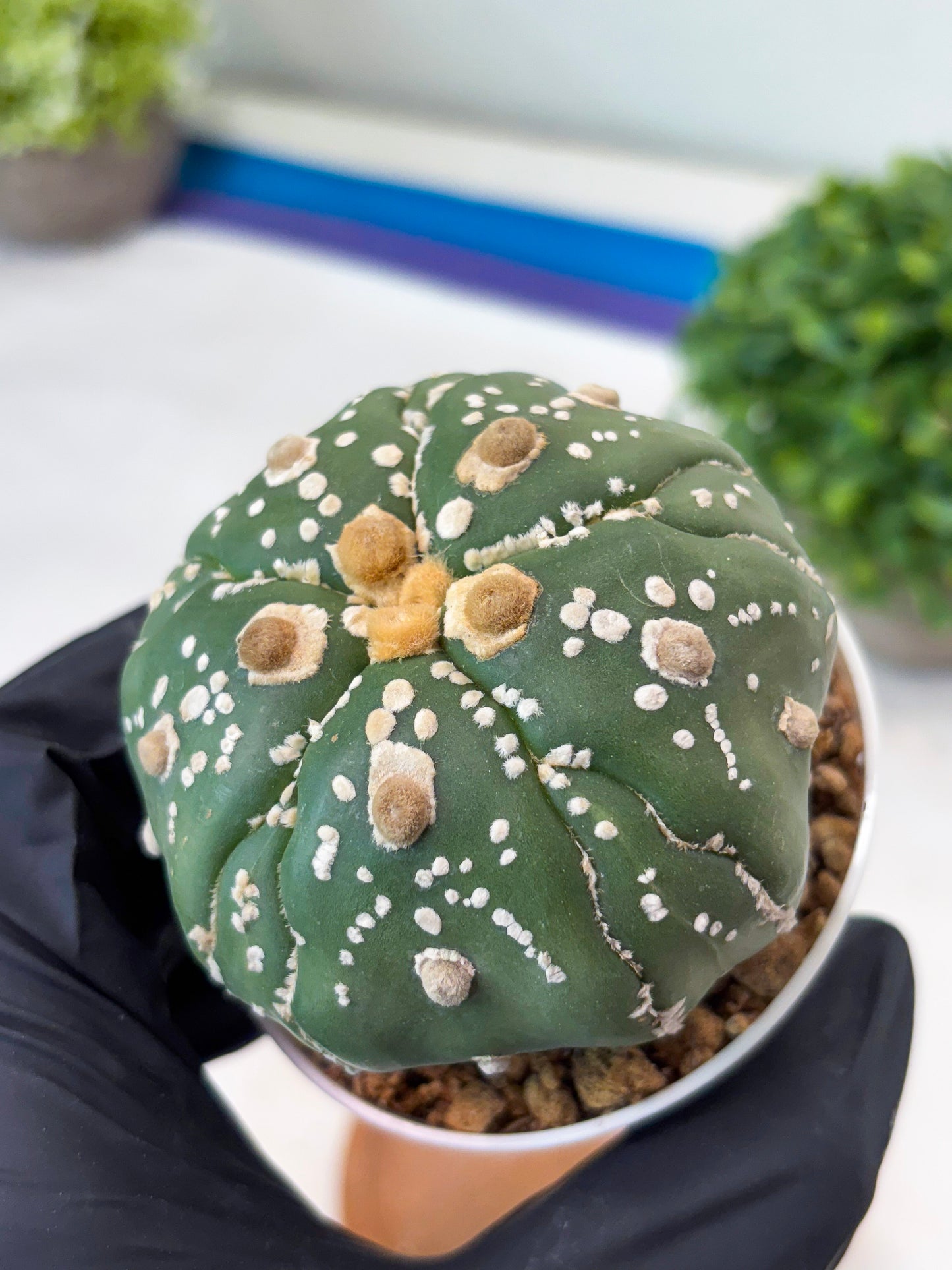 Astrophytum 5-Rib (t10) (p1) | Imported From Japan/korea
