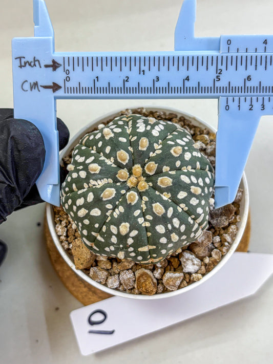 Astrophytum Super Kabuto (at1) (10) | Collection Plant | Rare Cactus