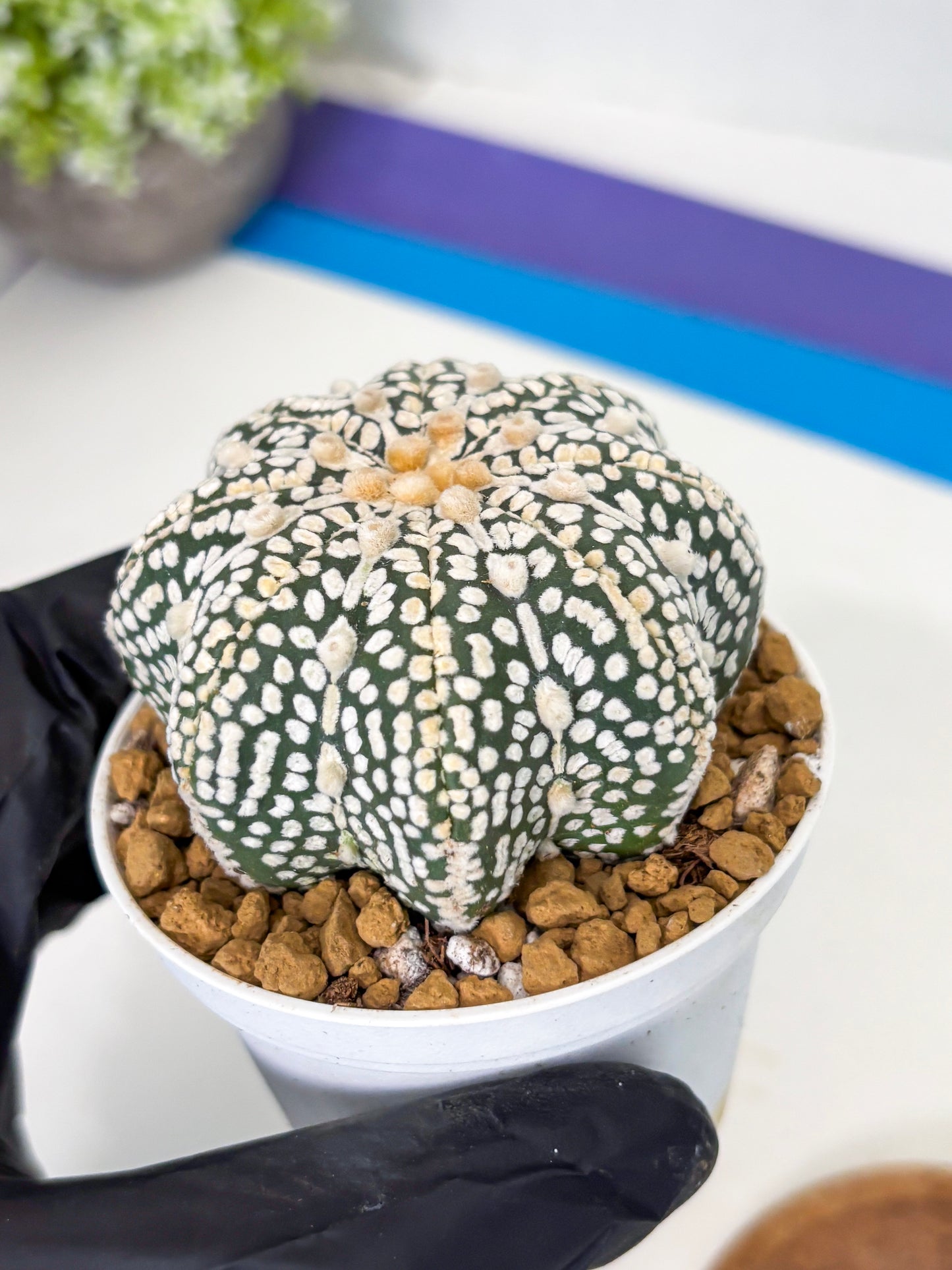Astrophytum Star Shape (at2) (y7) | Rare Cactus