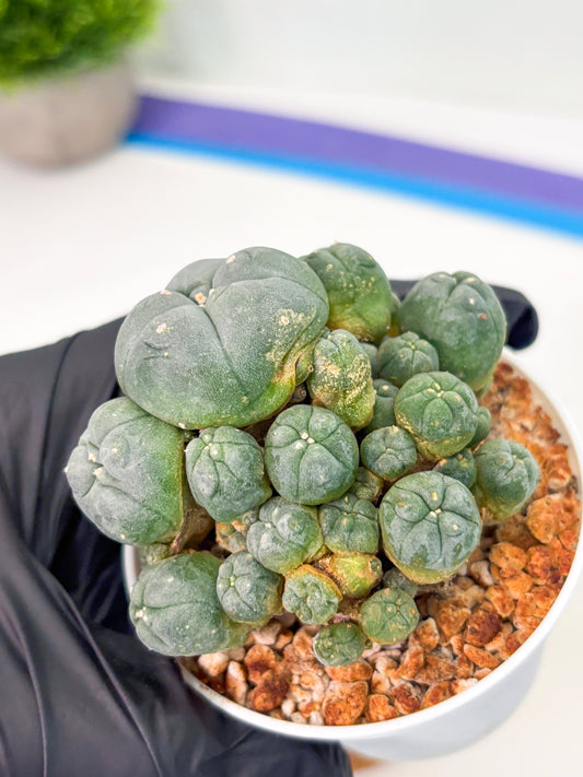 Spineless Cactus (Lo1) (p3) | For Advanced Growers