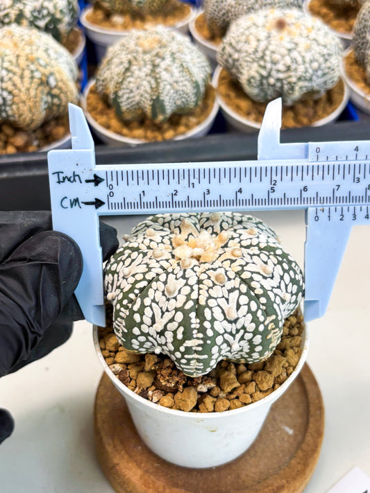 Astrophytum Star Shape (at3) (r1) | Rare Cactus