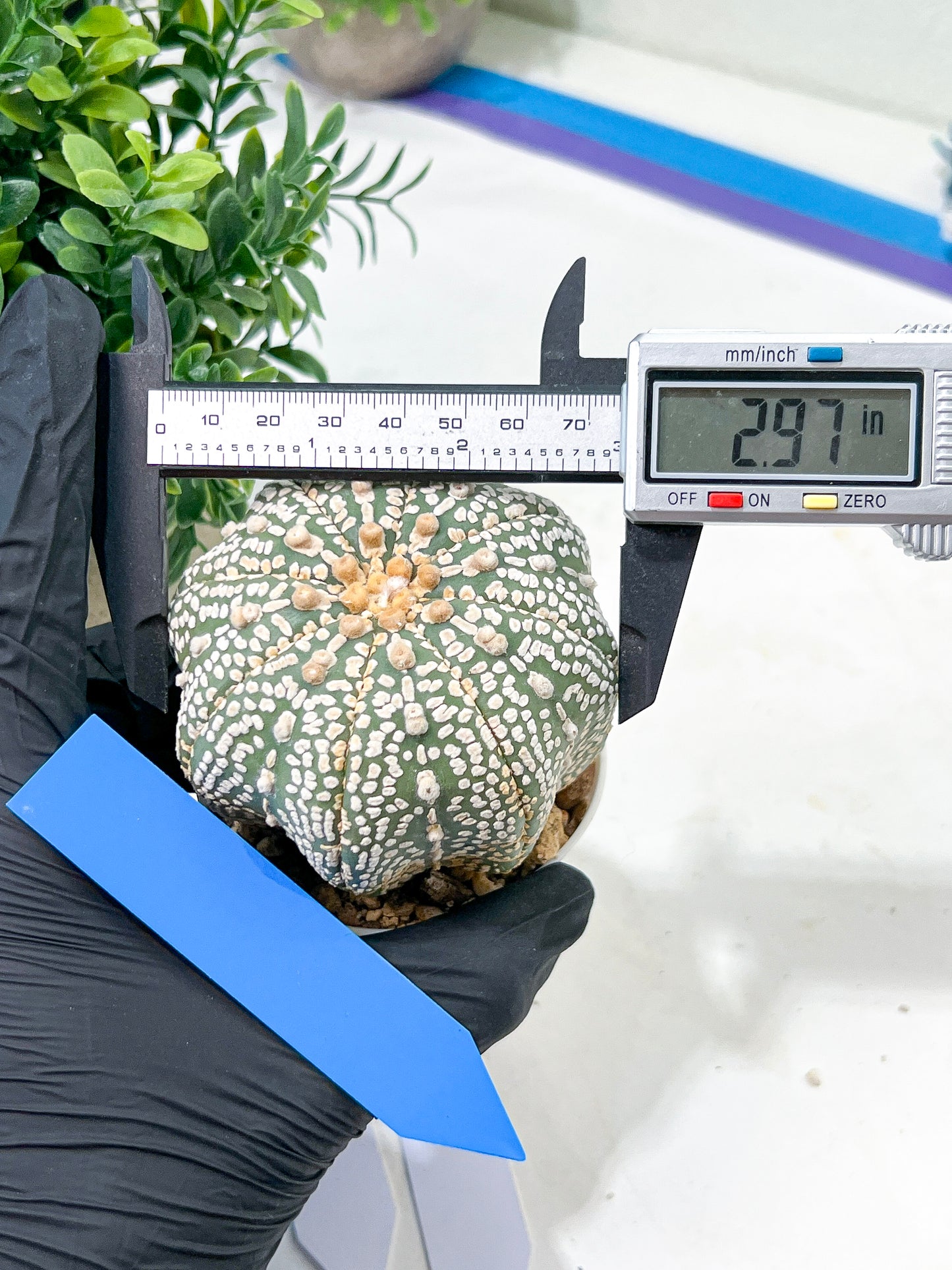 Astrophytum Super Kabuto (#T6B) | Nevada Botanical Shop | 3" Pot