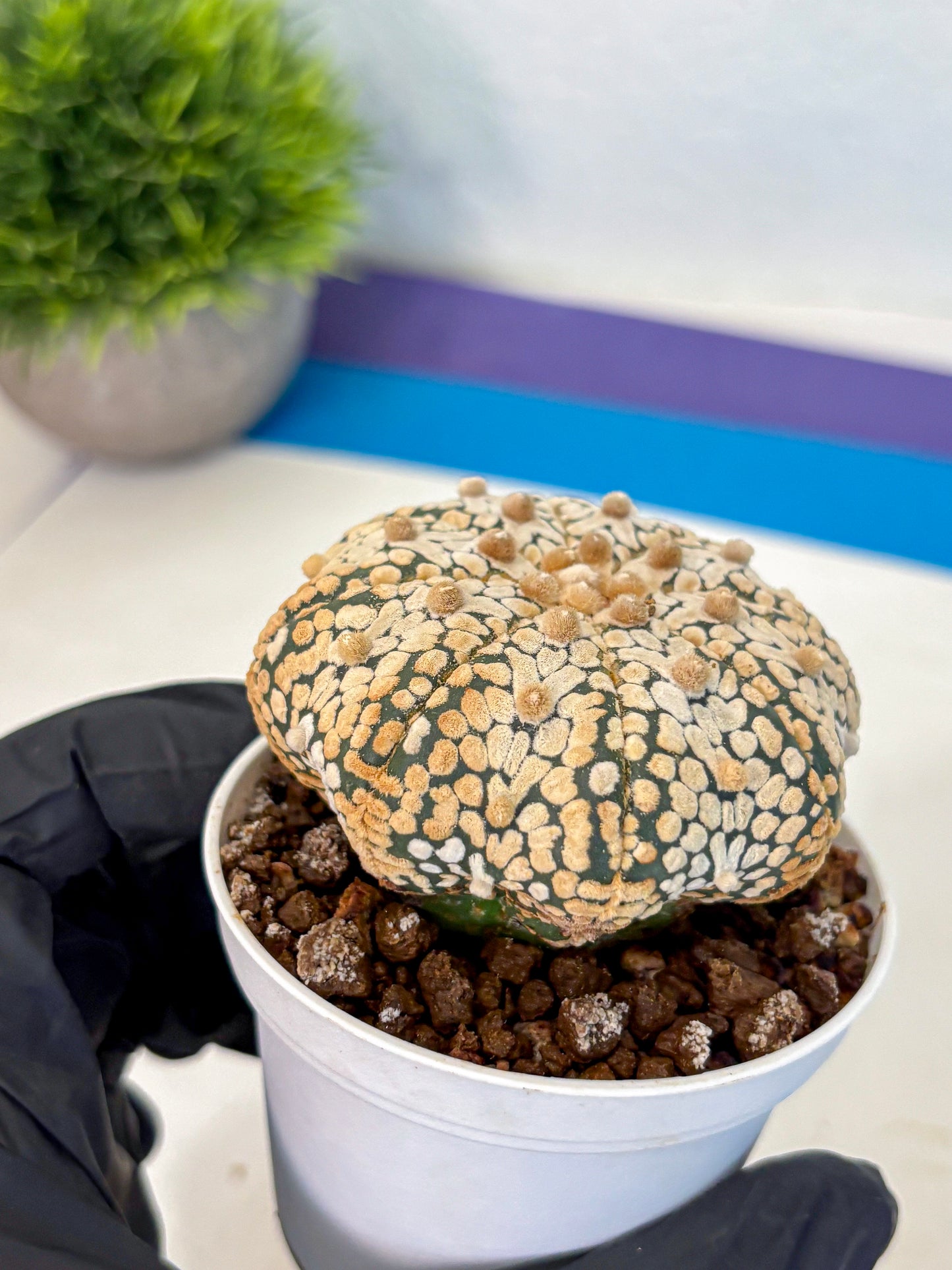 Astrophytum V Type (at4) (10) | Star Cactus