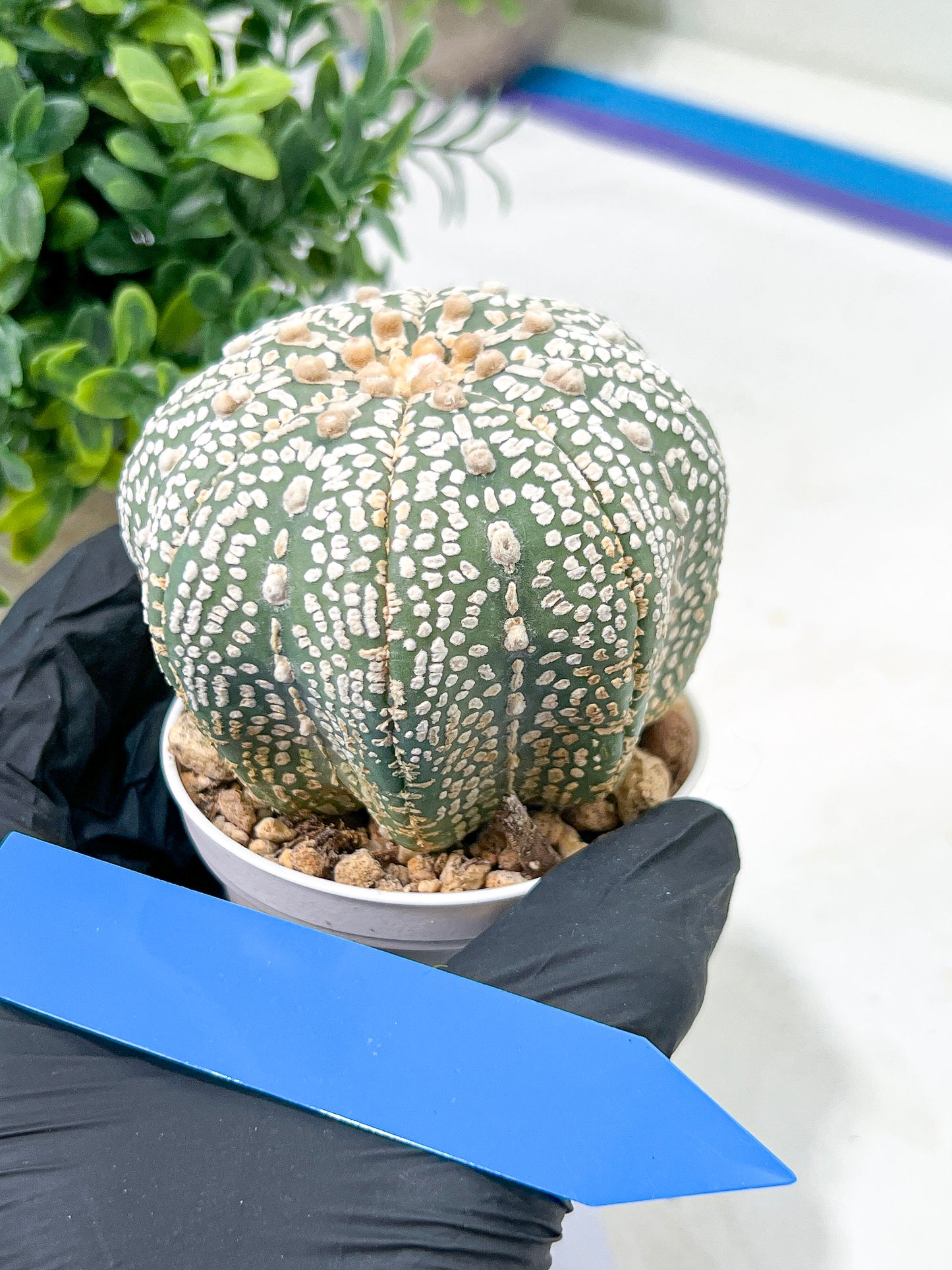 Astrophytum Super Kabuto (#T6B) | Nevada Botanical Shop | 3" Pot