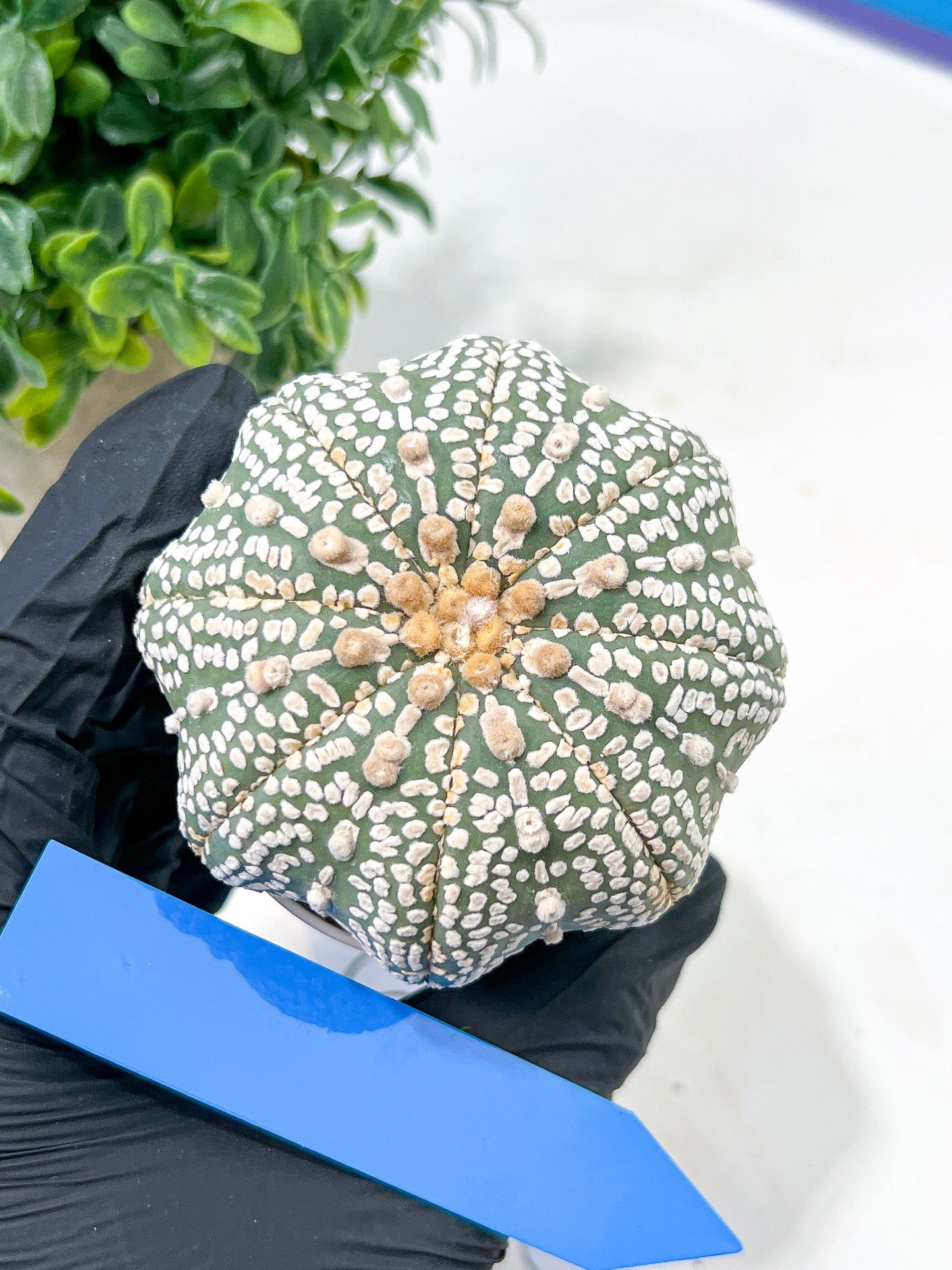 Astrophytum Super Kabuto (#T6B) | Nevada Botanical Shop | 3" Pot