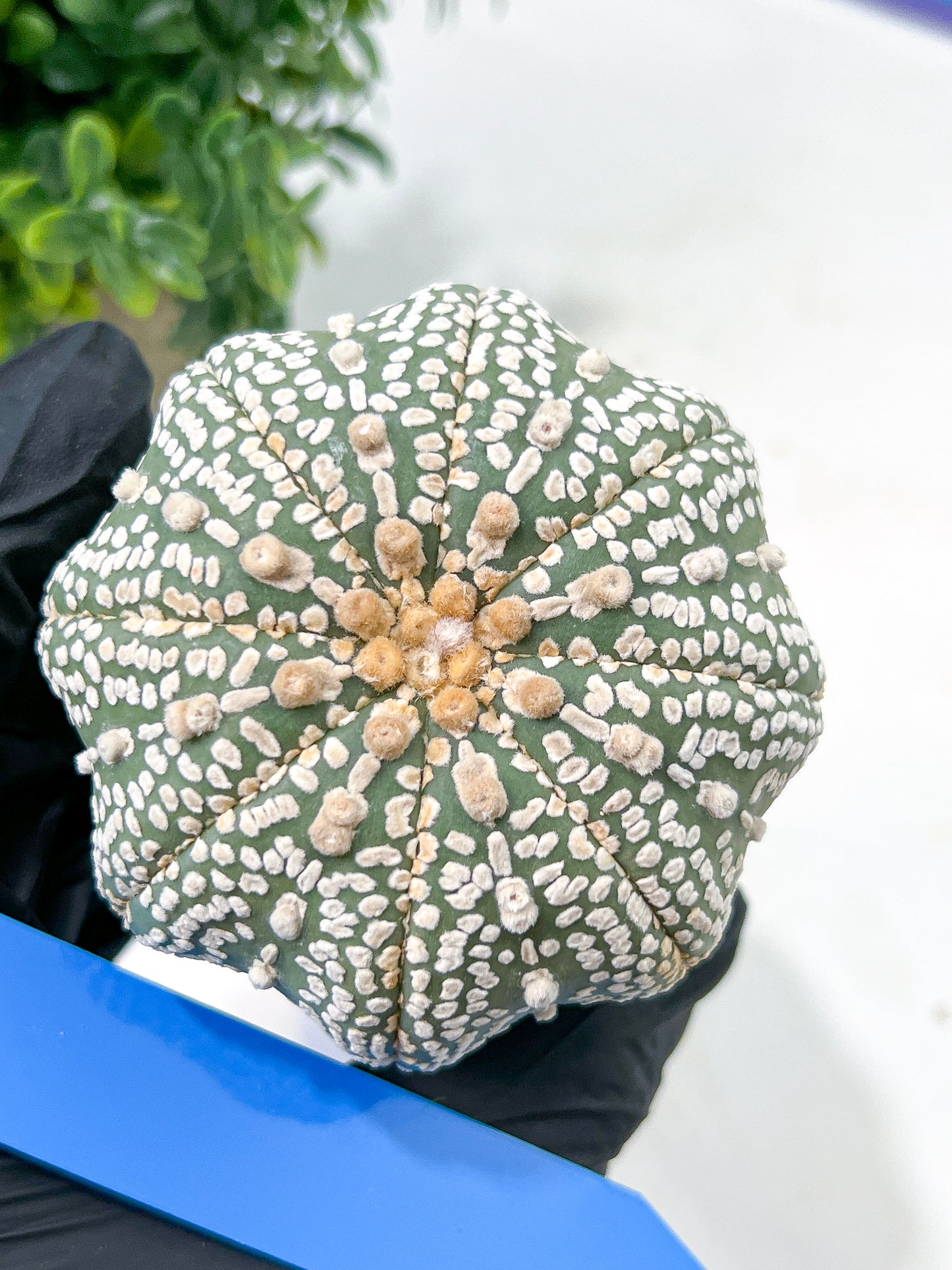 Astrophytum Super Kabuto (#T6B) | Nevada Botanical Shop | 3" Pot