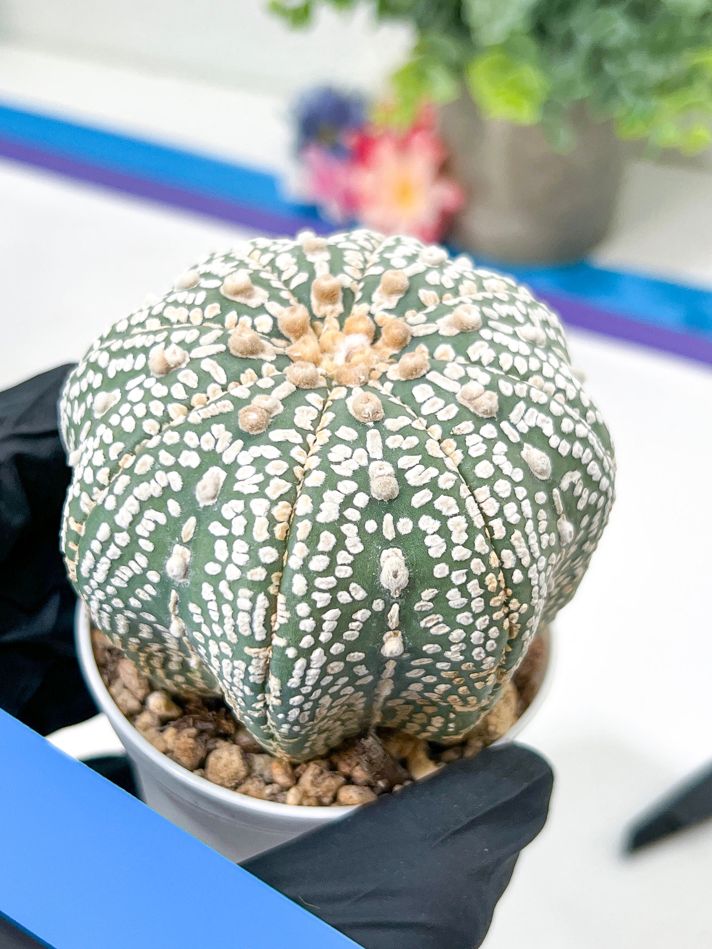 Astrophytum Super Kabuto (#T6B) | Nevada Botanical Shop | 3" Pot