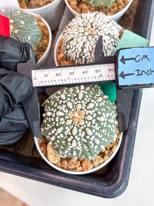 Astrophytum Super Kabuto (t12) (g1) | 3" Pot