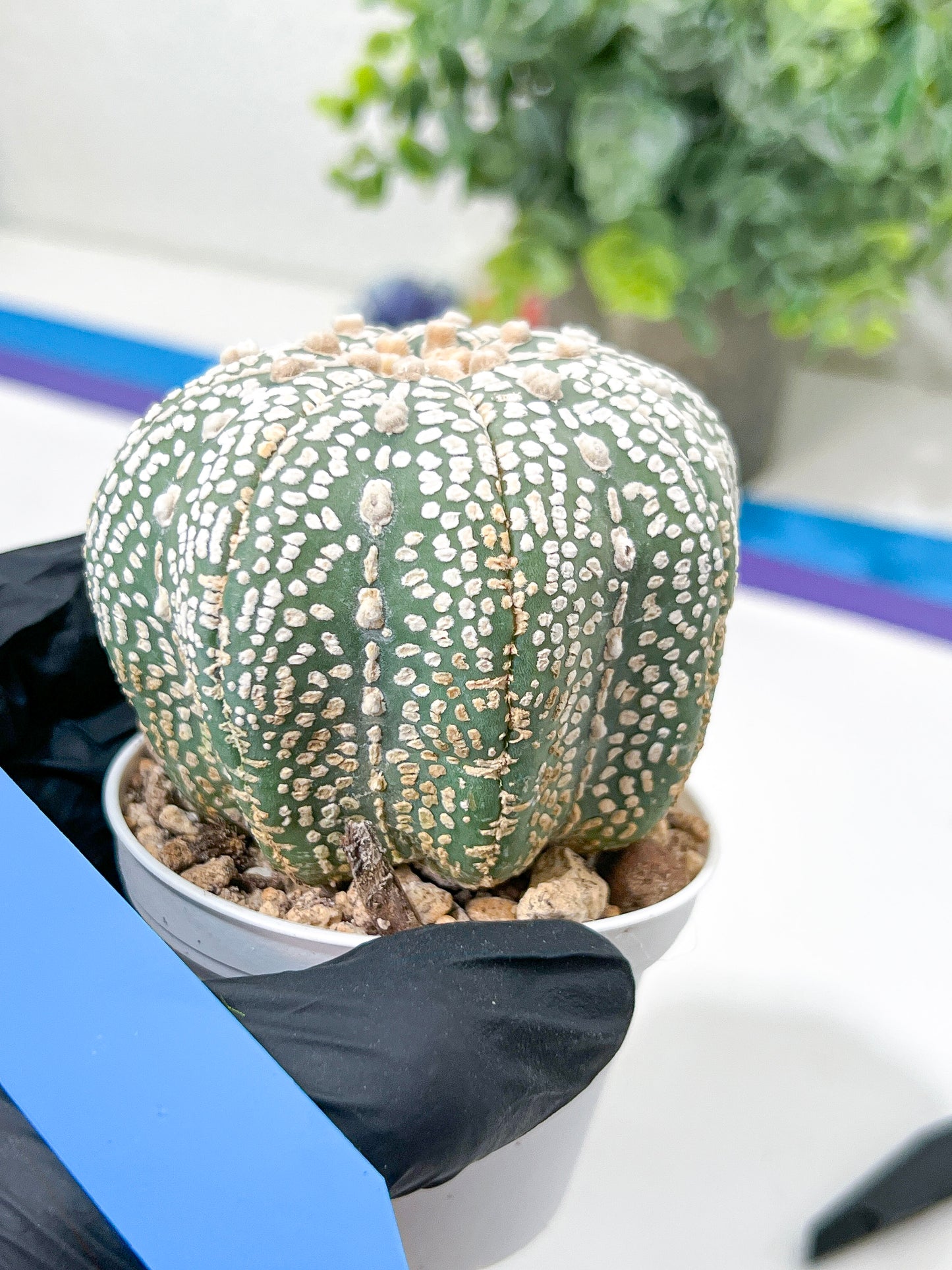 Astrophytum Super Kabuto (#T6B) | Nevada Botanical Shop | 3" Pot